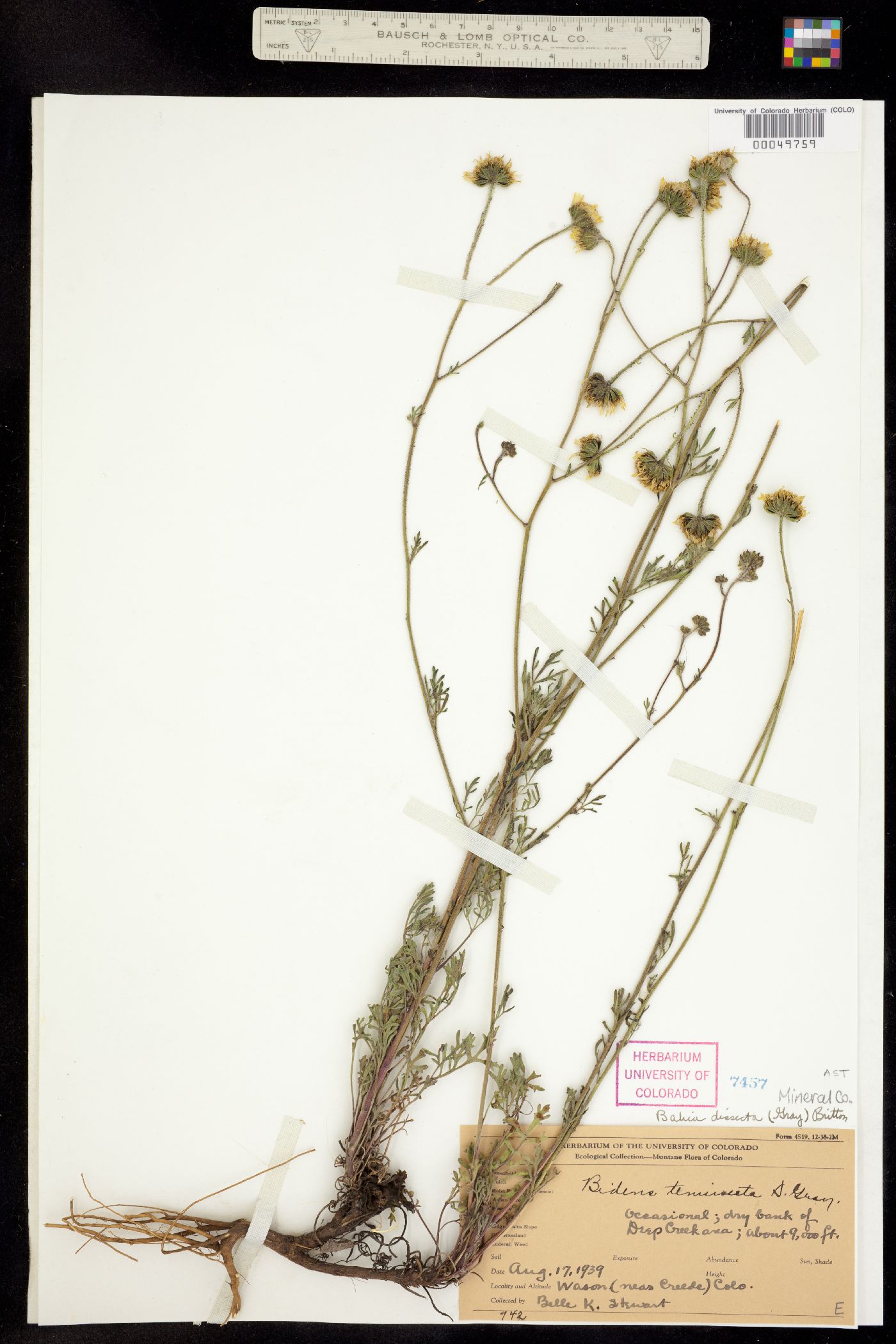 Bahia dissecta image
