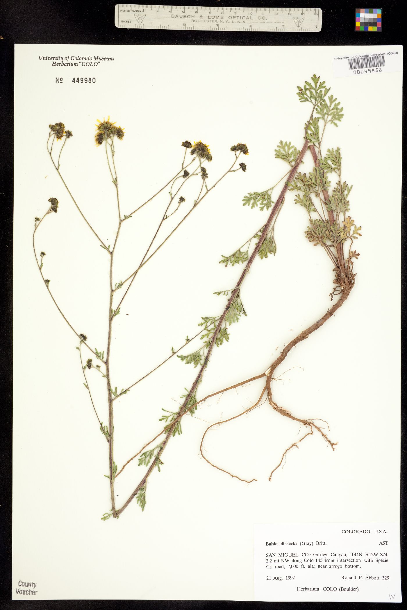 Bahia dissecta image