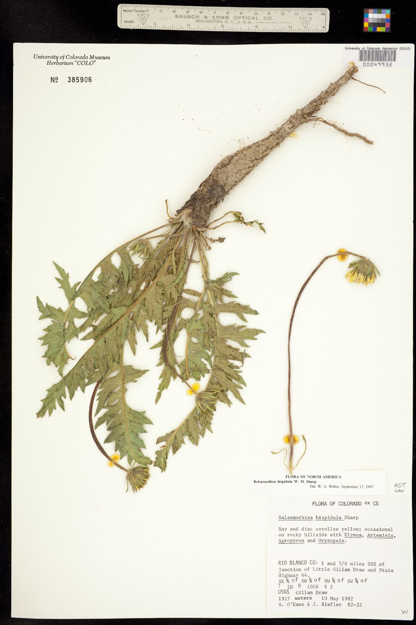 Balsamorhiza hispidula image