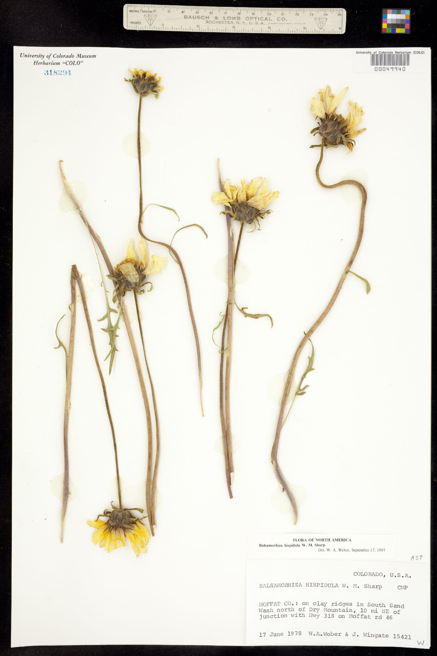 Balsamorhiza hispidula image