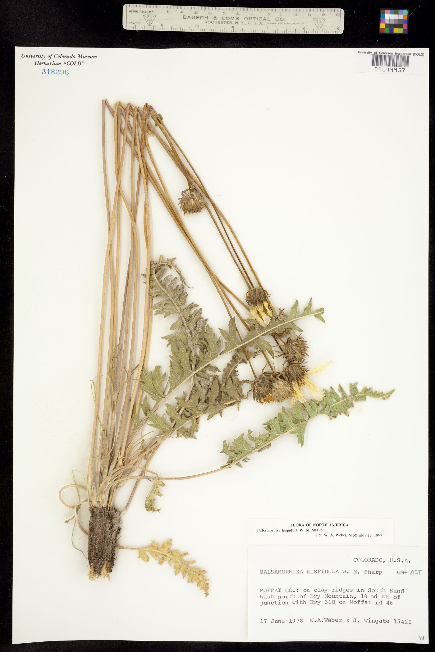 Balsamorhiza hispidula image