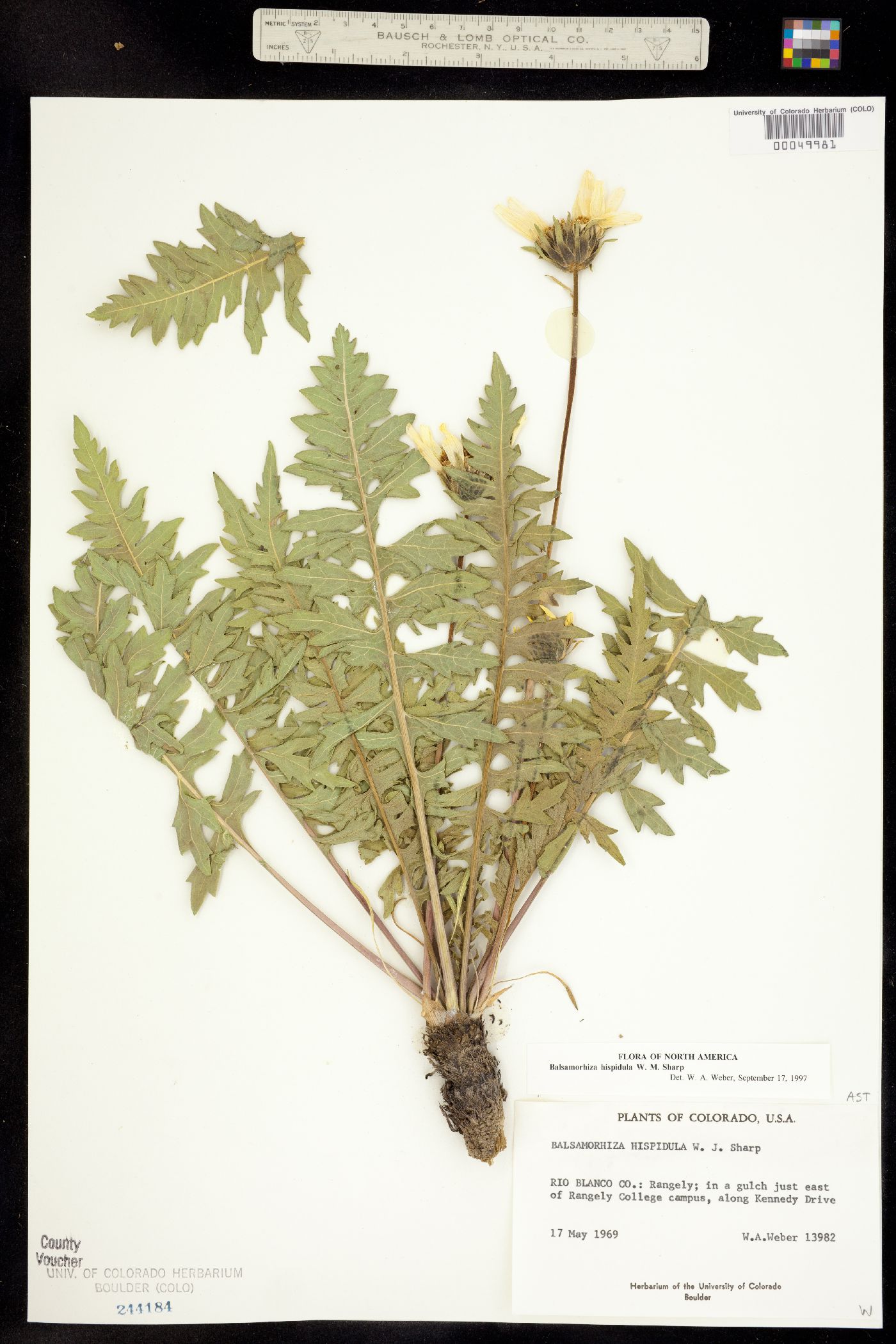 Balsamorhiza hispidula image