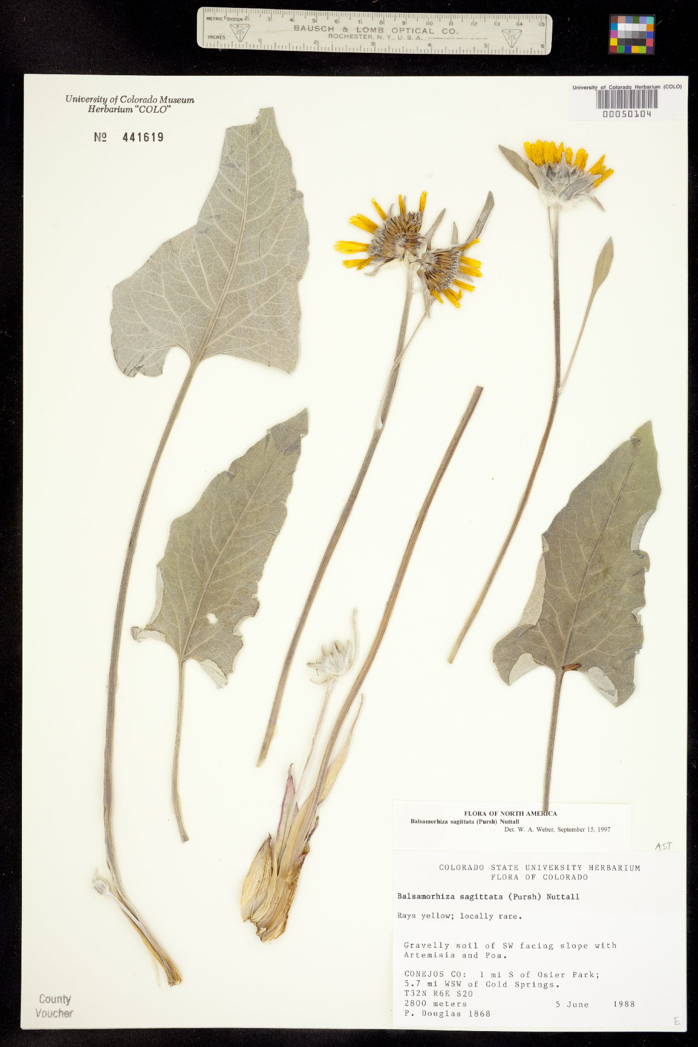 Balsamorhiza sagittata image
