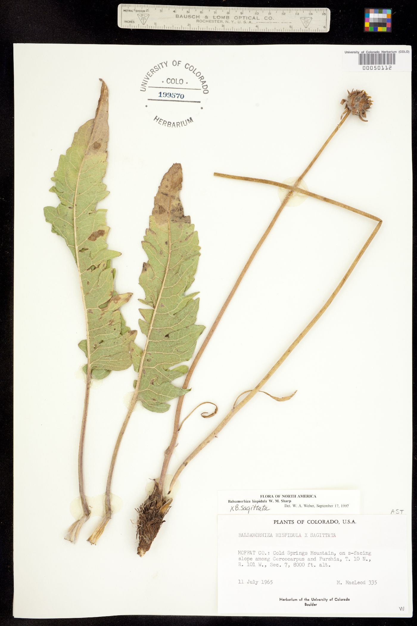 Balsamorhiza hispidula image