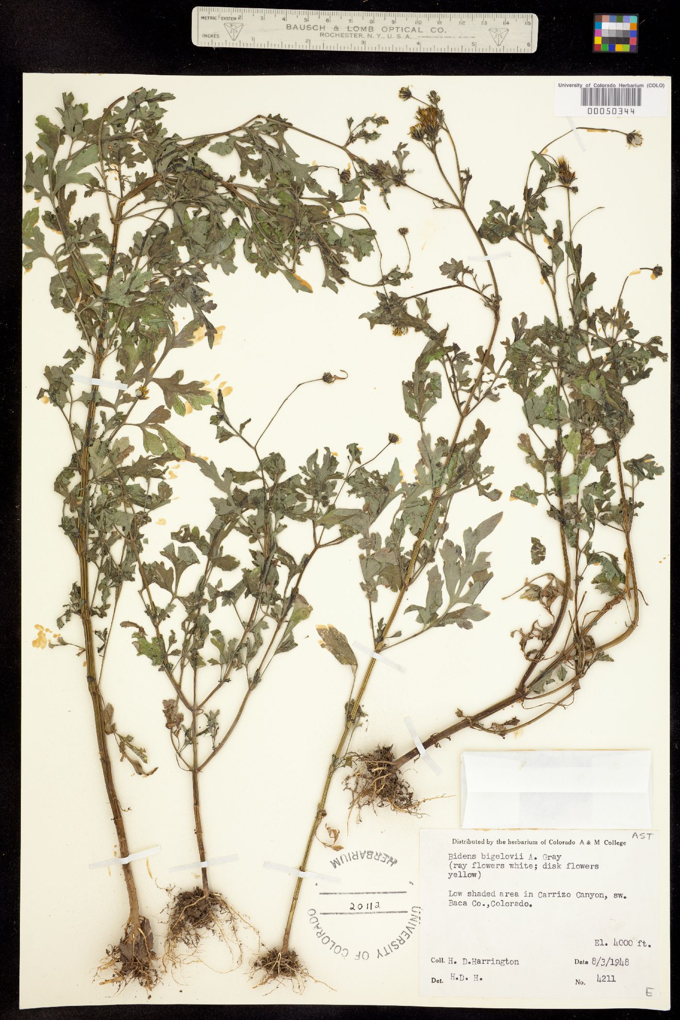 Bidens bigelovii image