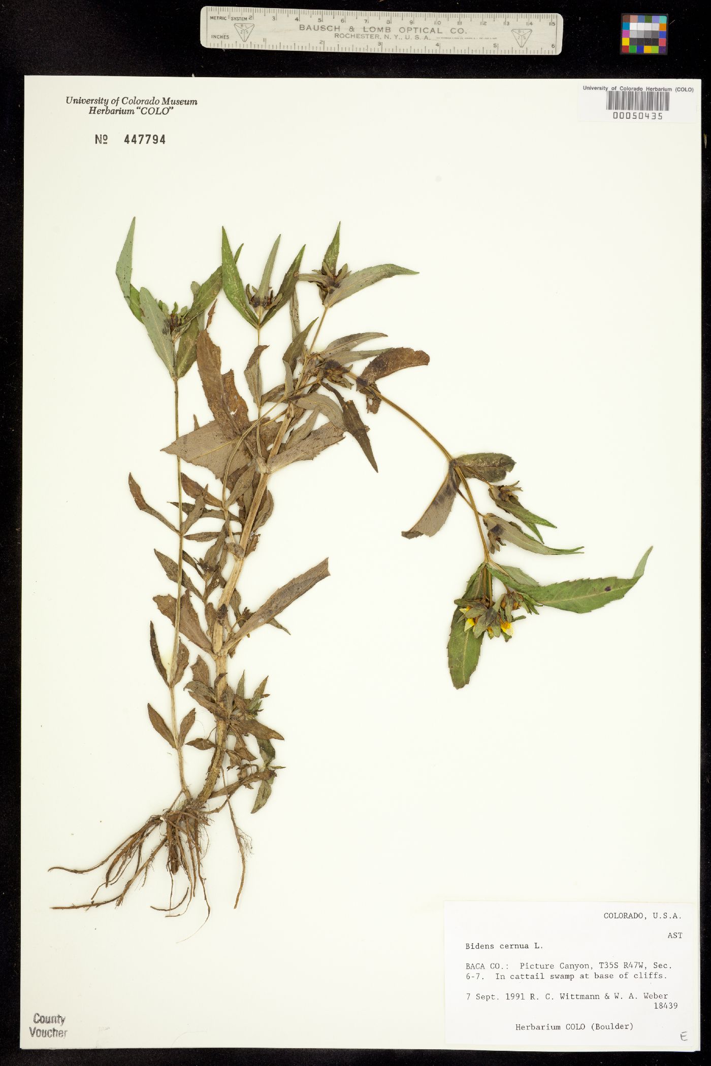 Bidens image