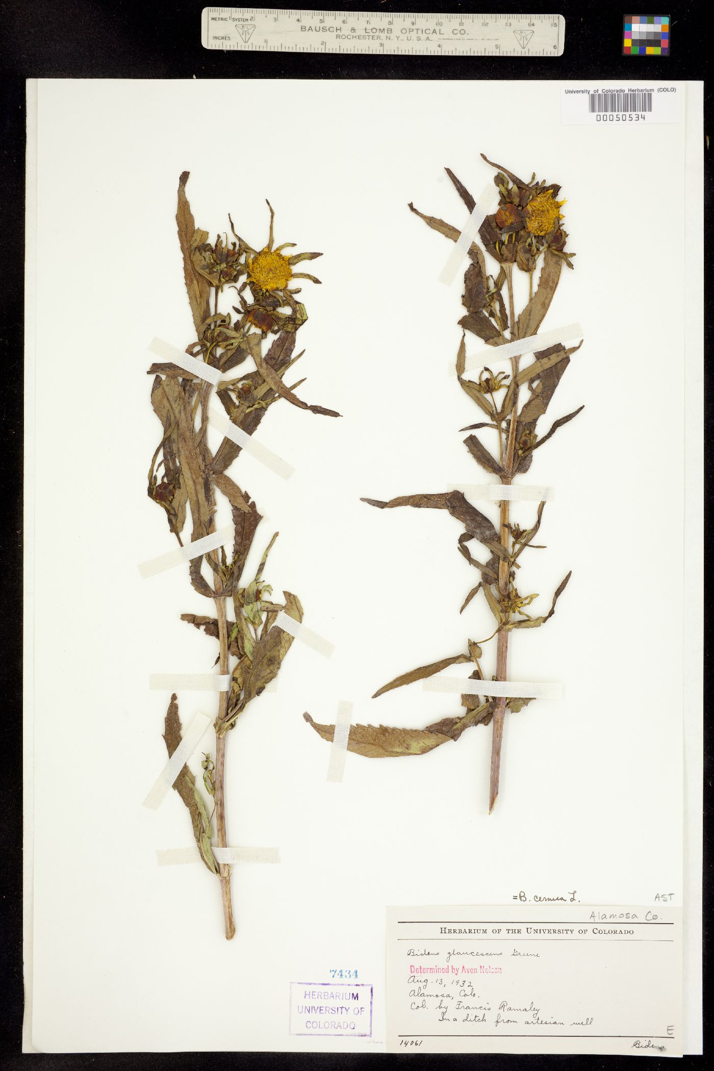 Bidens cernua image