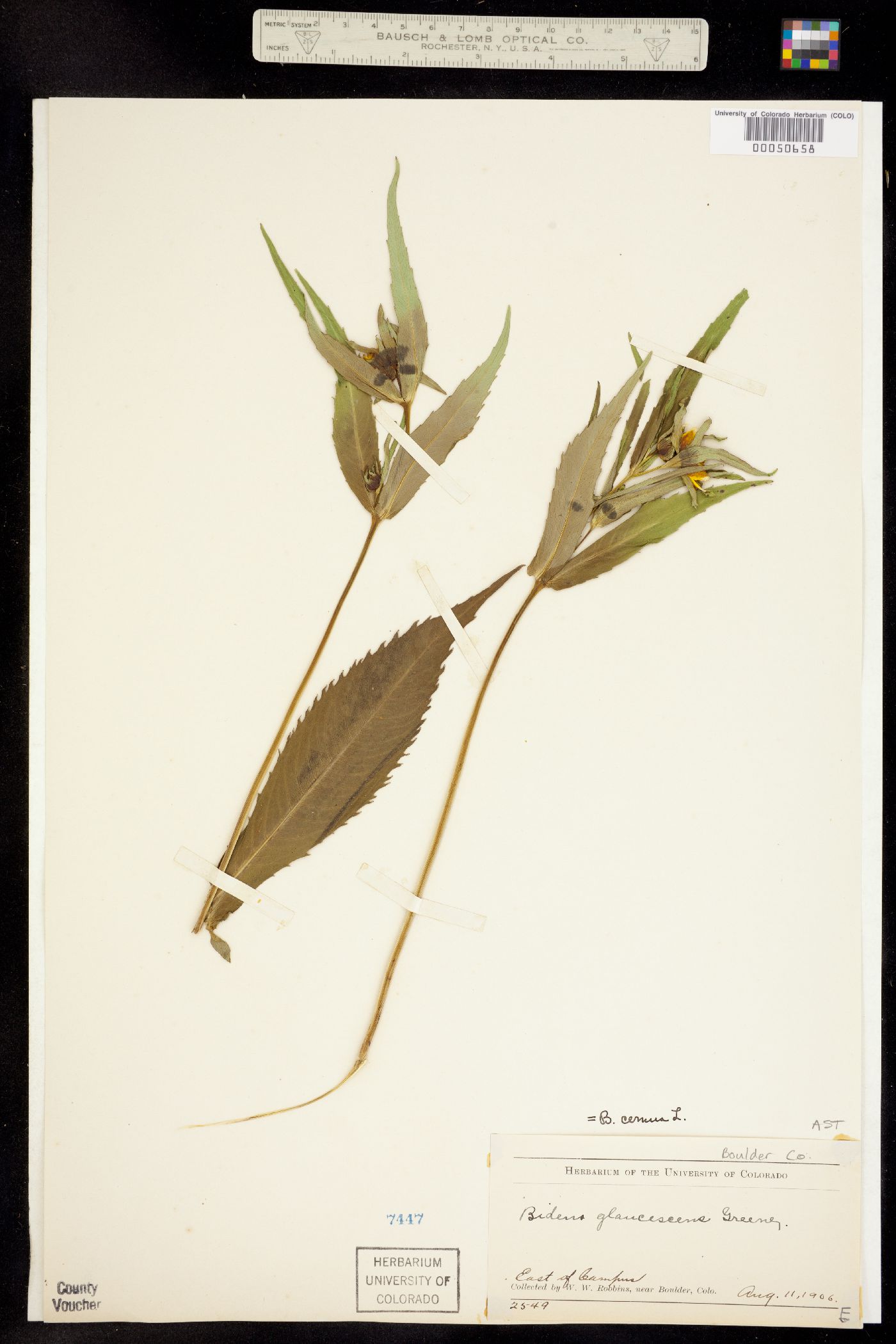 Bidens cernua image