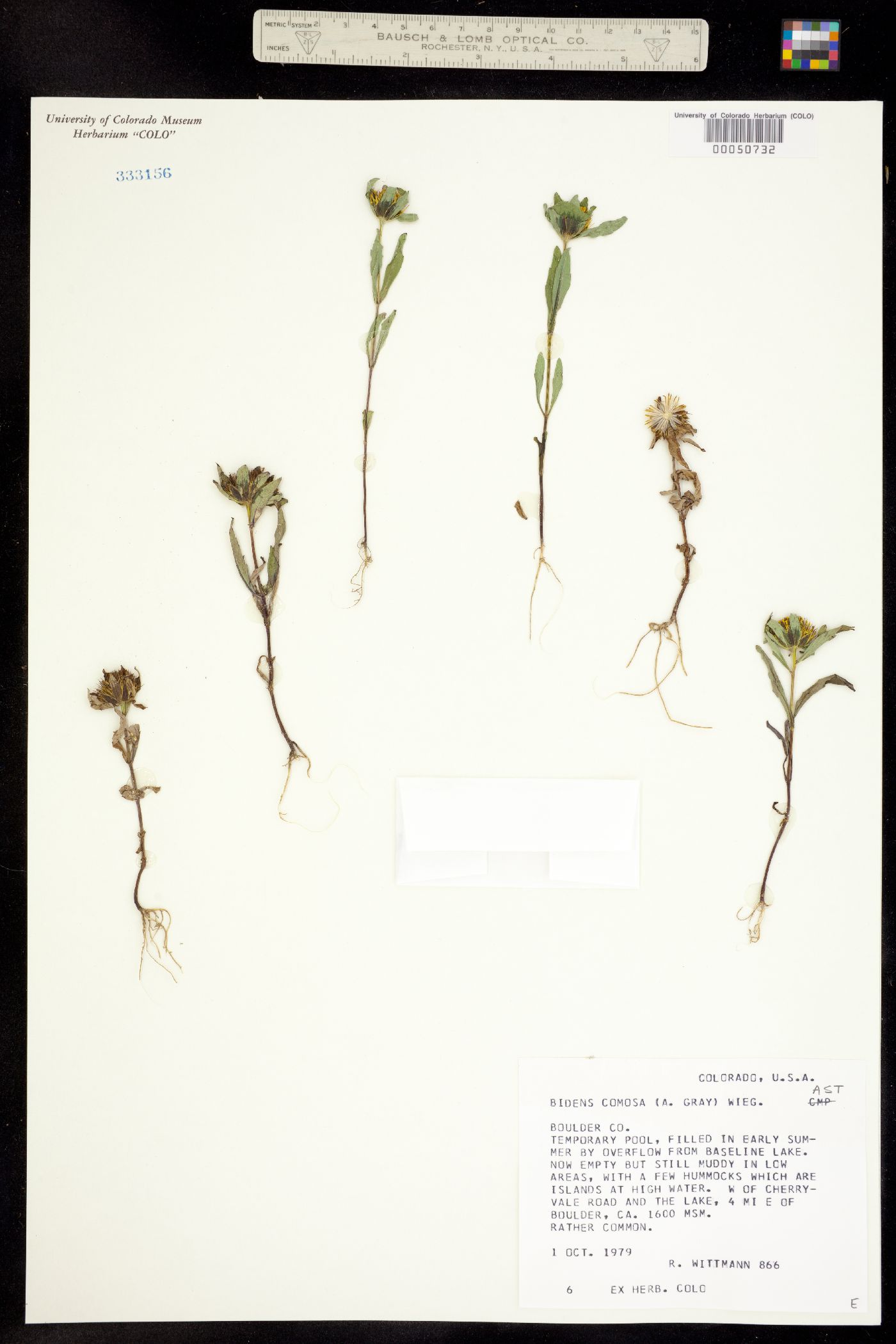 Bidens image