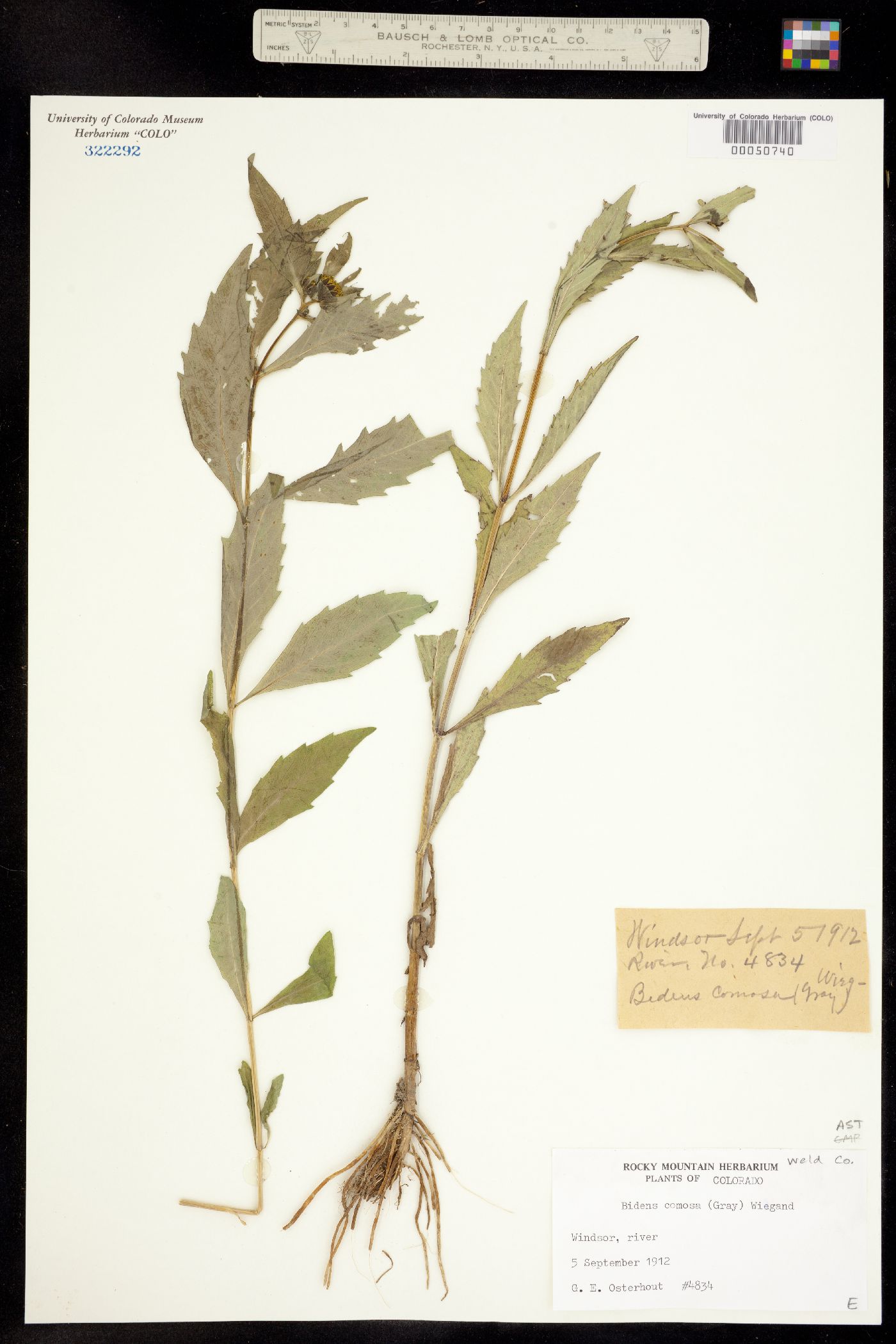 Bidens tripartita image