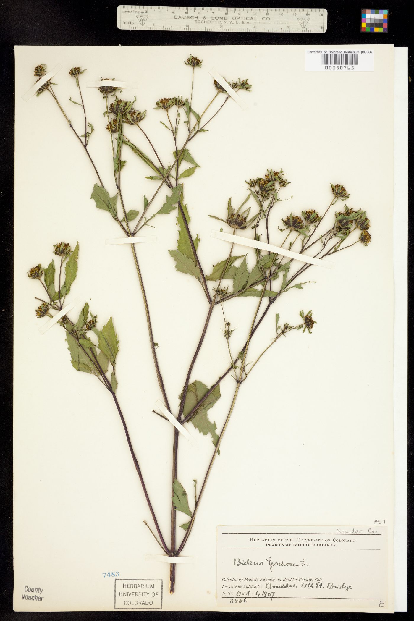 Bidens frondosa image