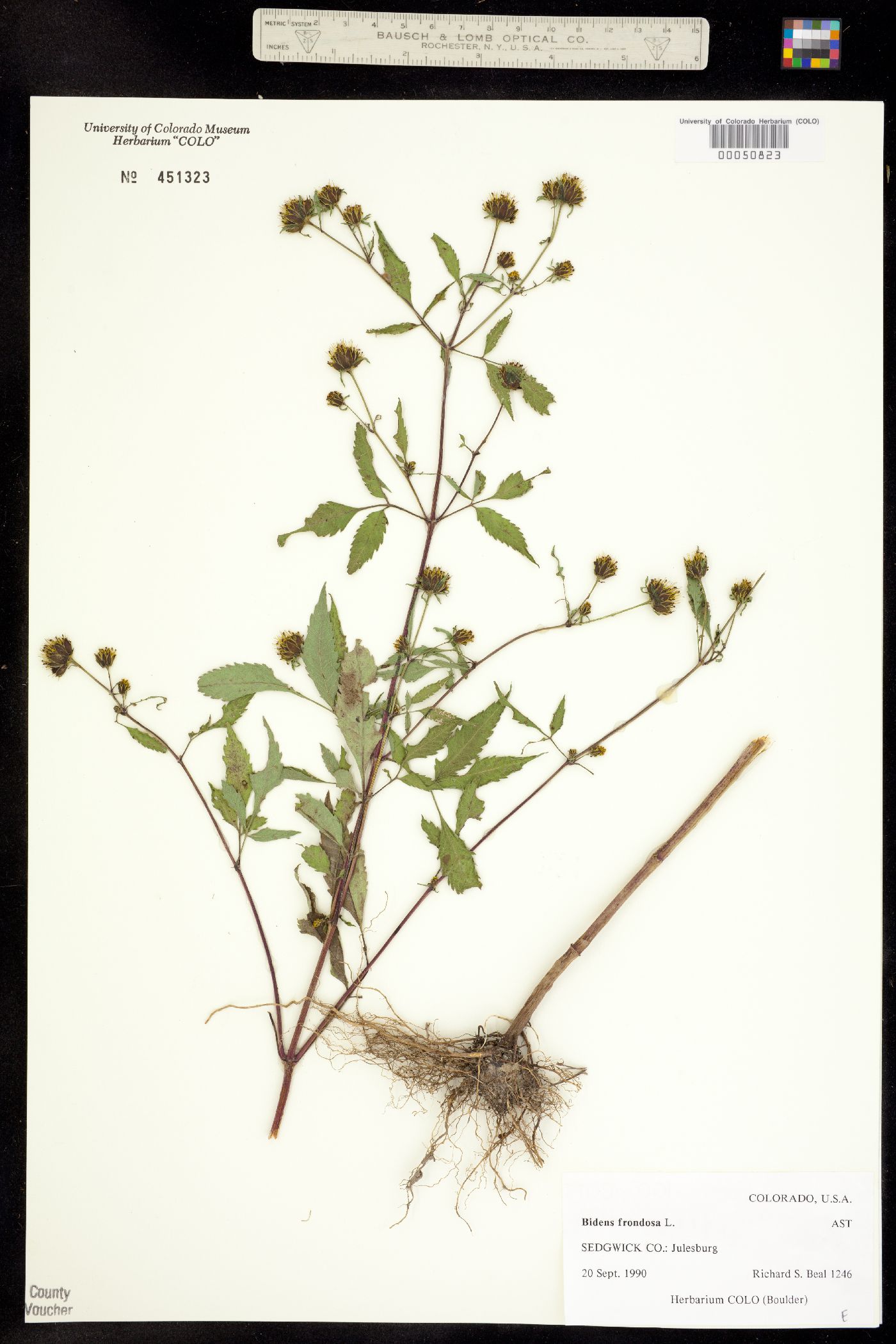 Bidens image