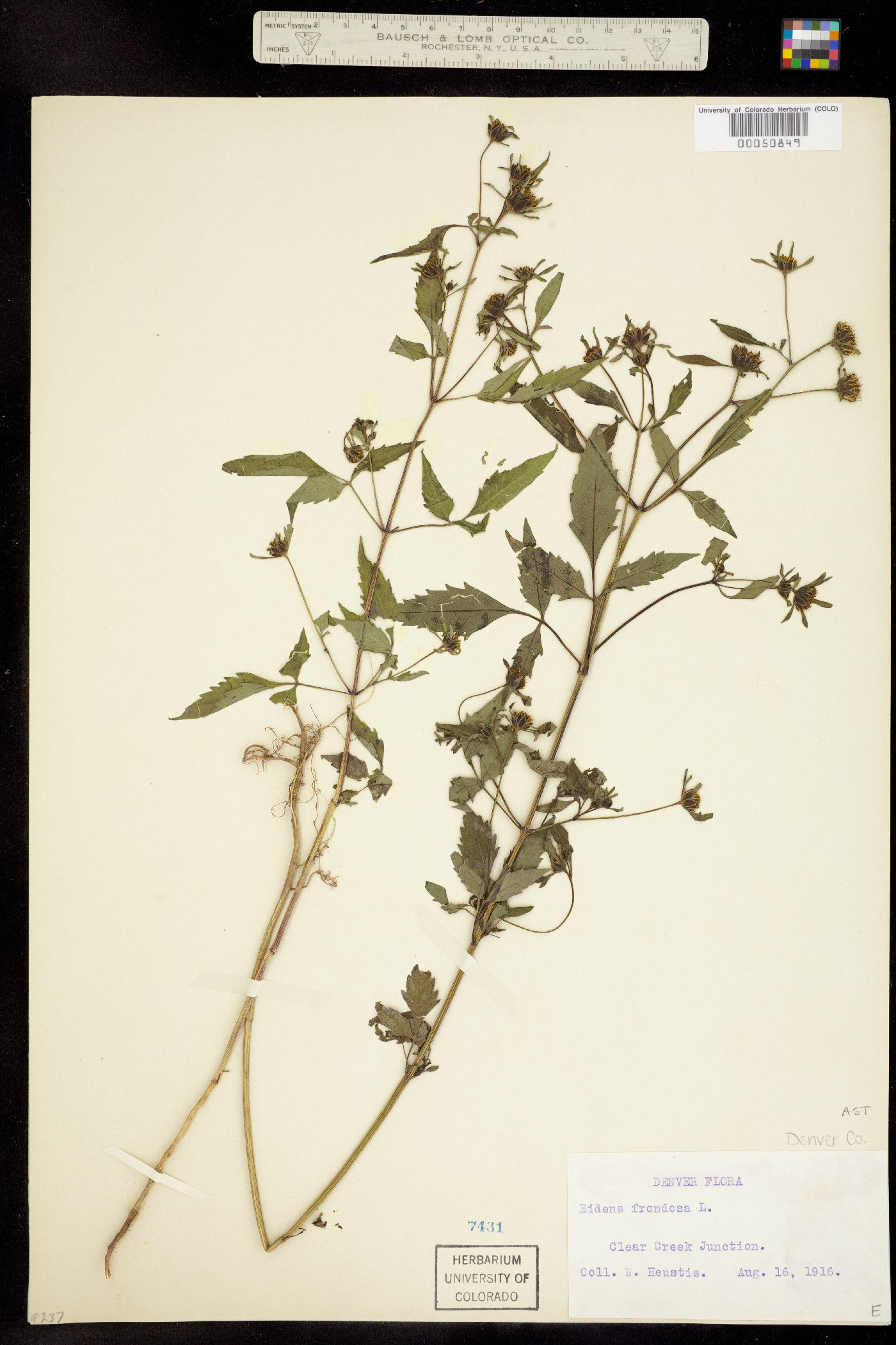 Bidens frondosa image