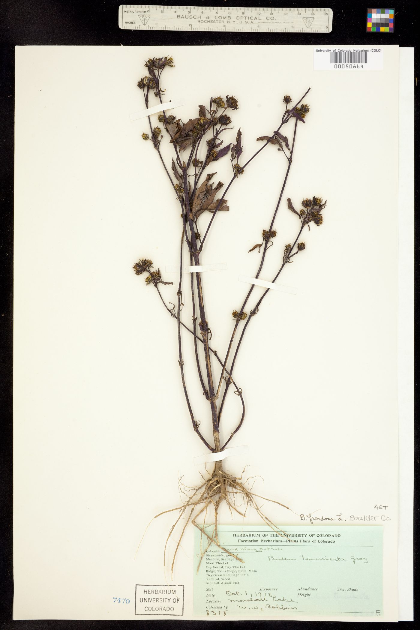 Bidens frondosa image