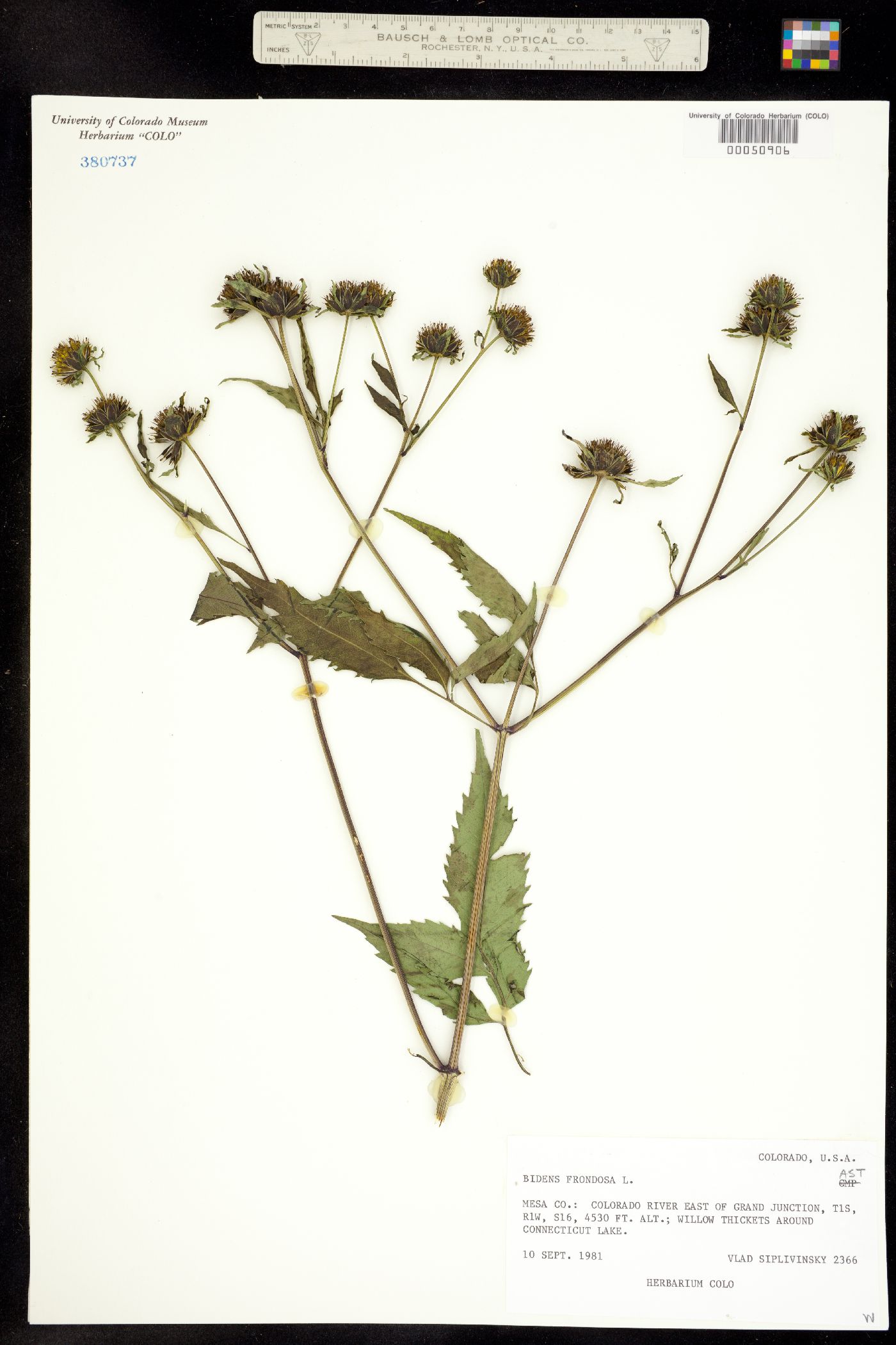 Bidens frondosa image