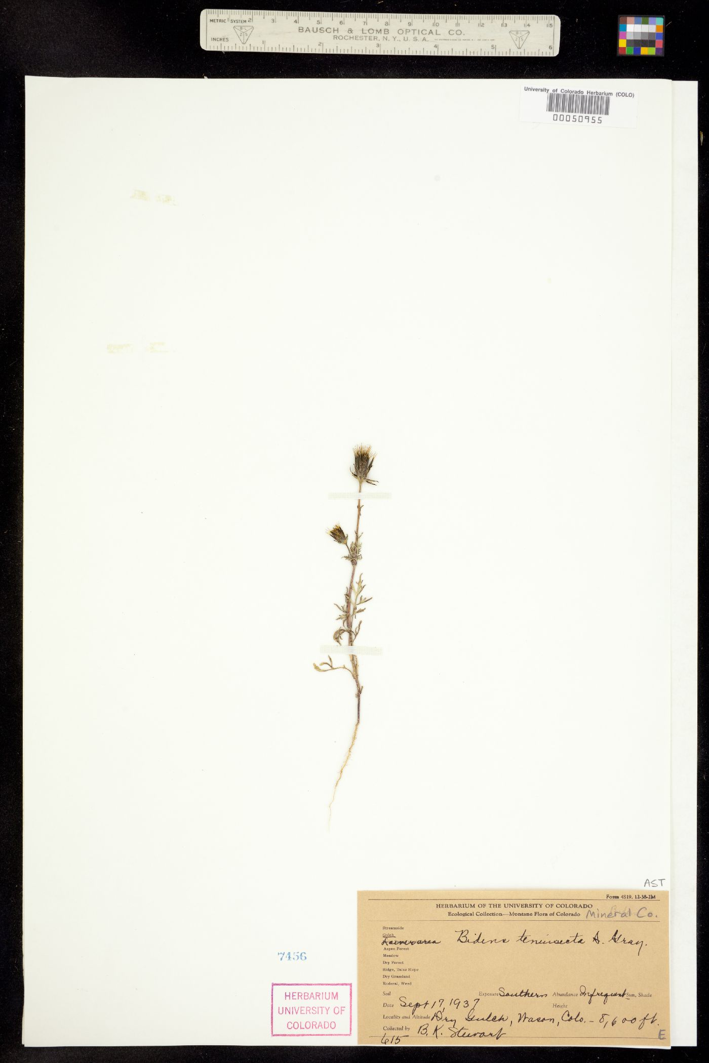 Bidens tenuisecta image