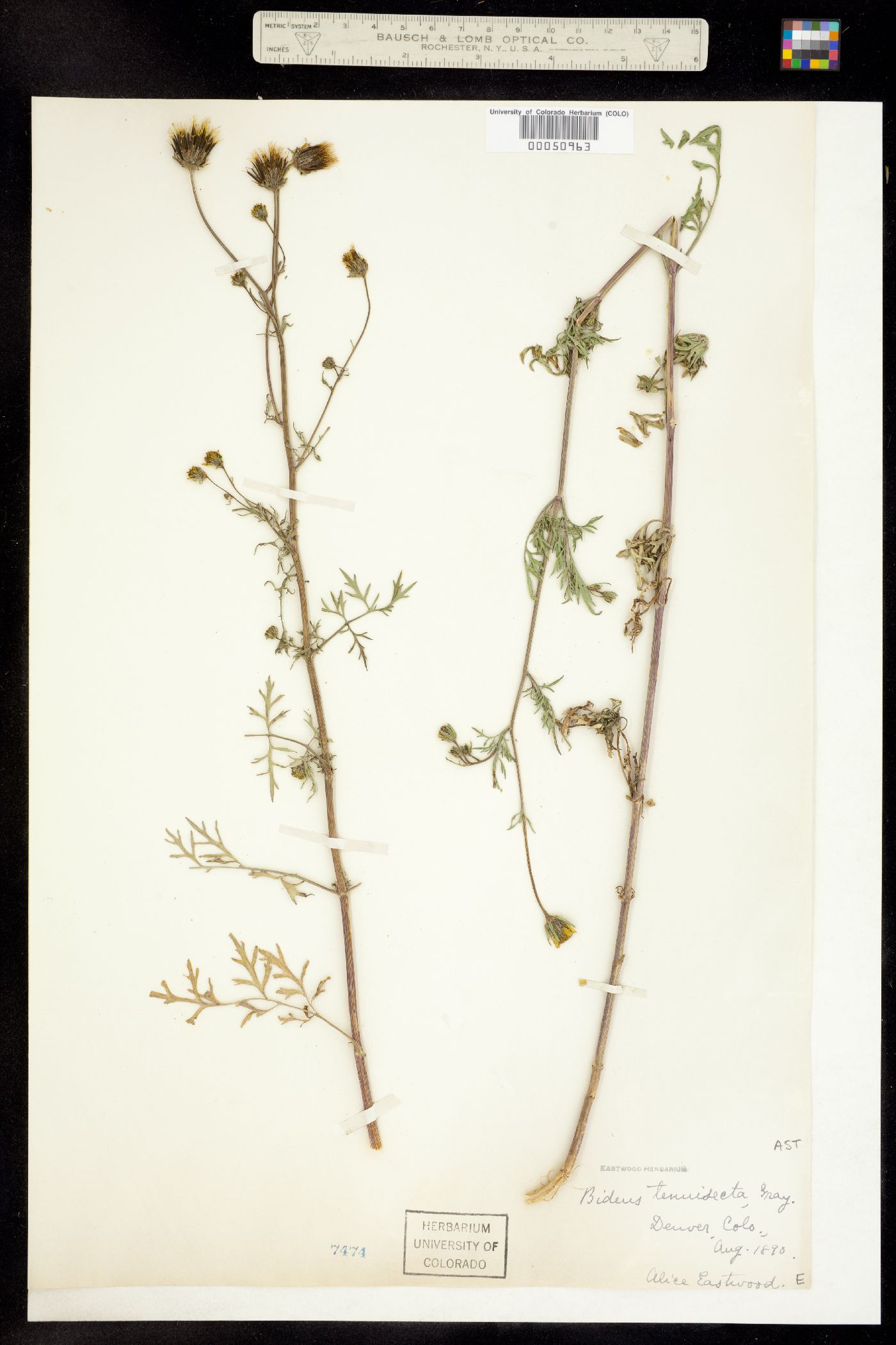 Bidens tenuisecta image