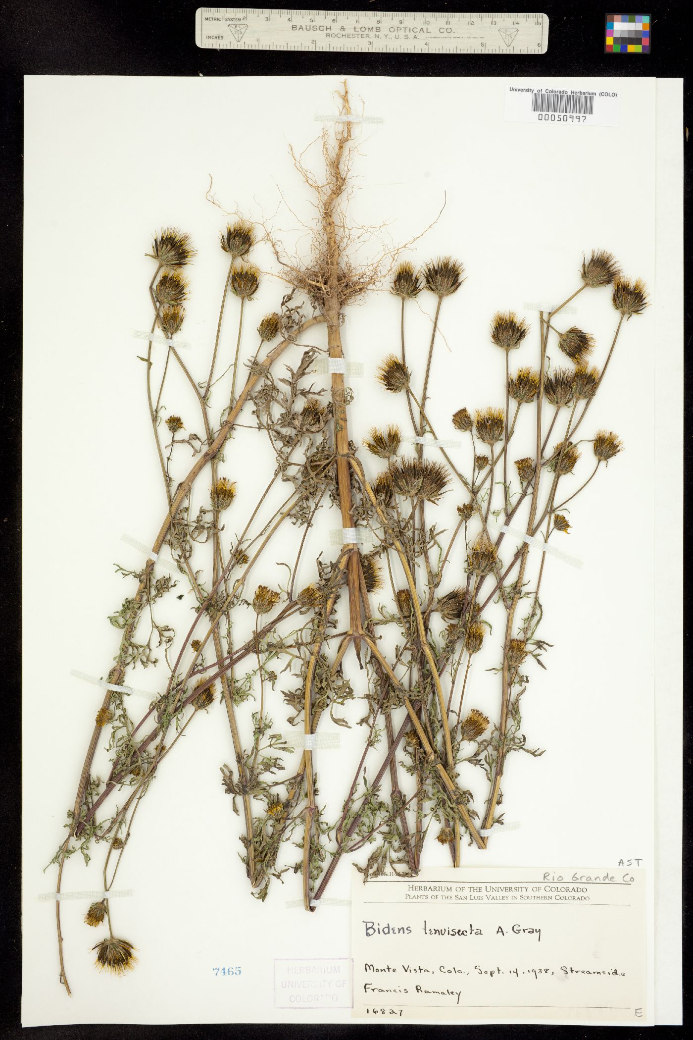 Bidens tenuisecta image