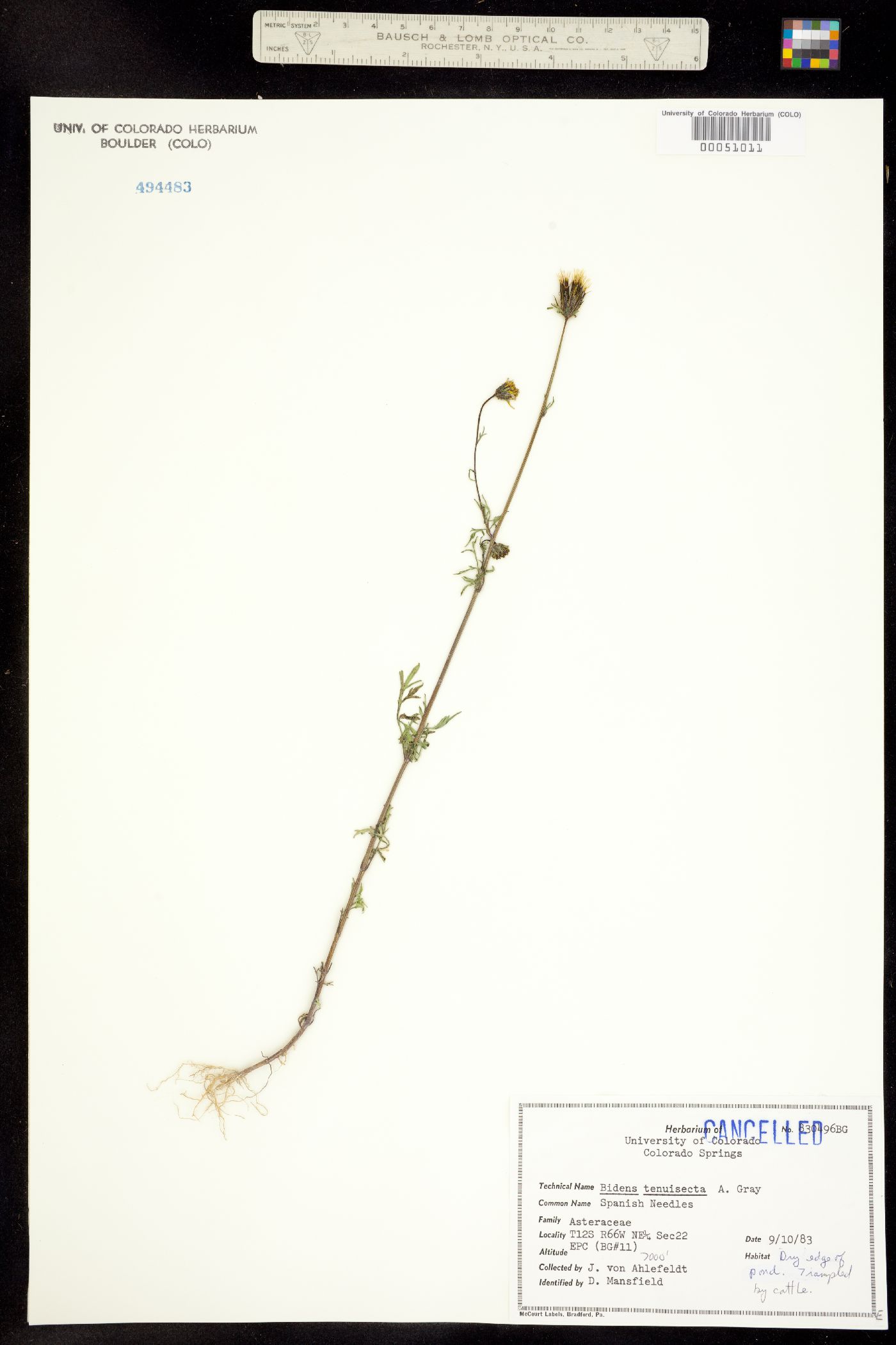 Bidens tenuisecta image