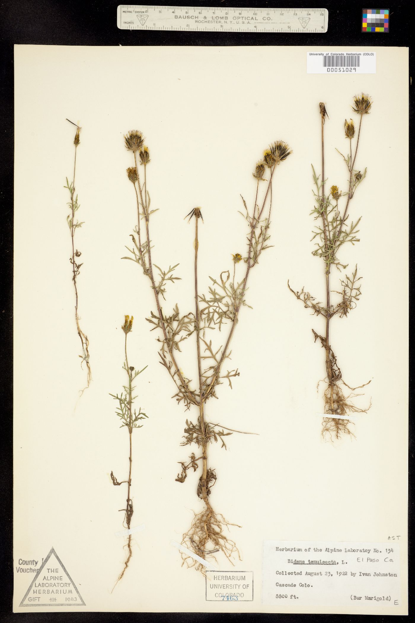 Bidens tenuisecta image