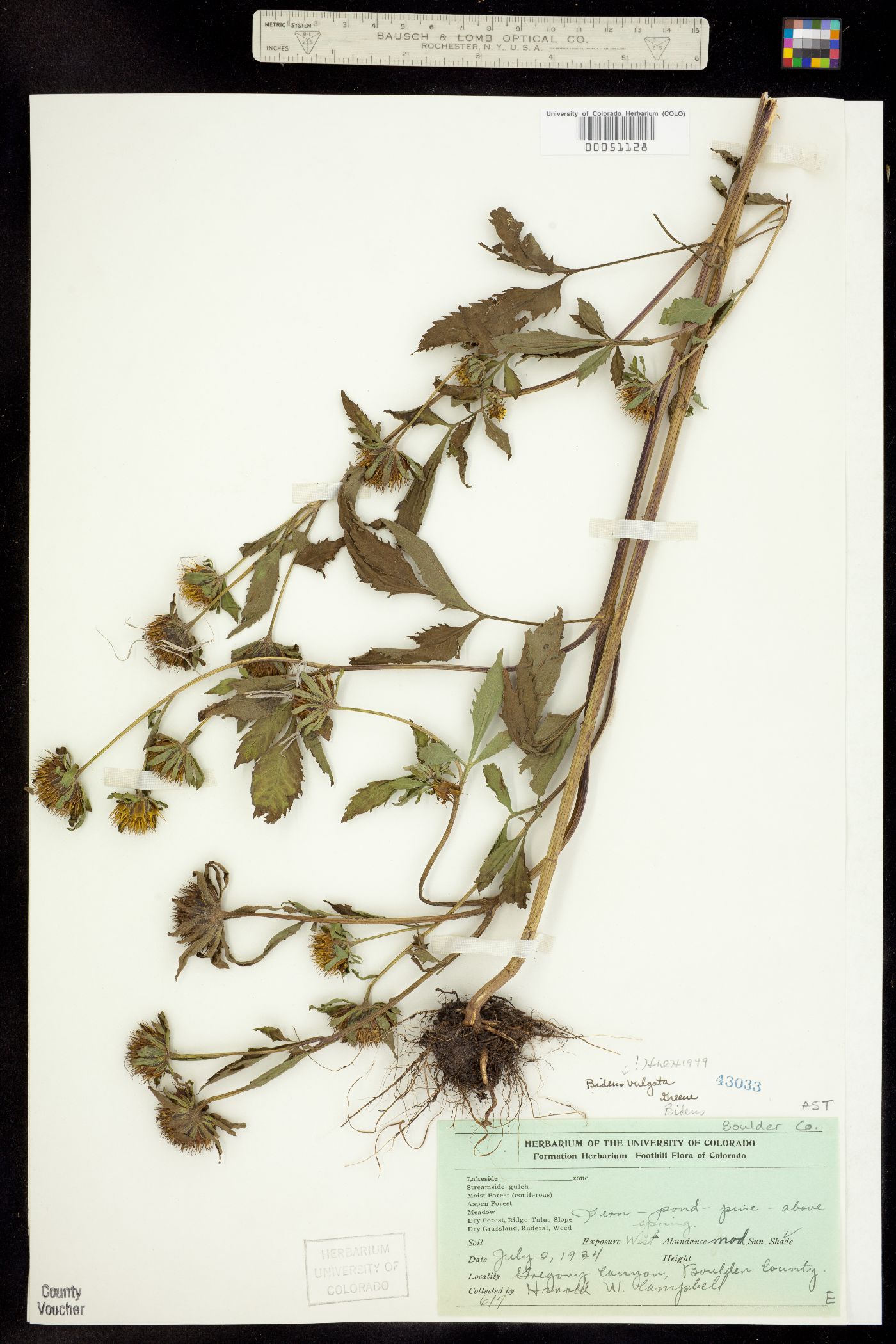 Bidens vulgata image