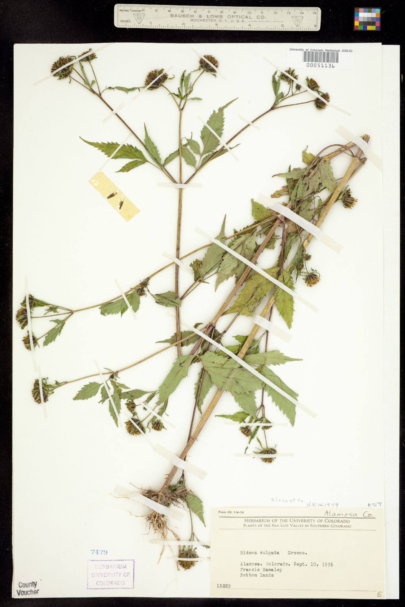 Bidens vulgata image