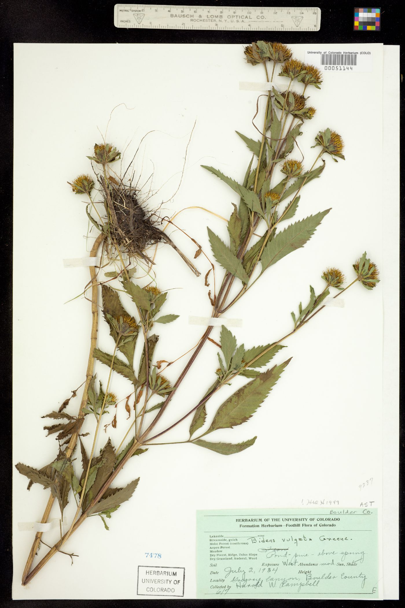 Bidens vulgata image