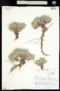 Bolophyta alpina image