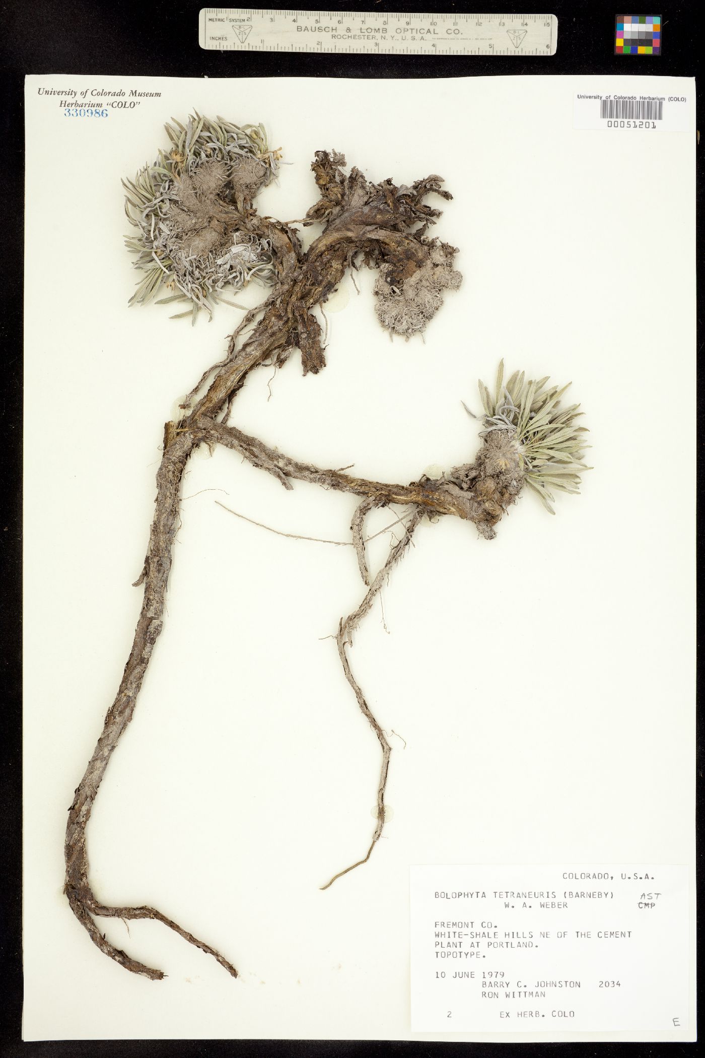 Bolophyta tetraneuris image