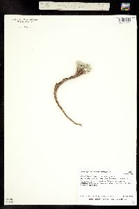 Bolophyta tetraneuris image