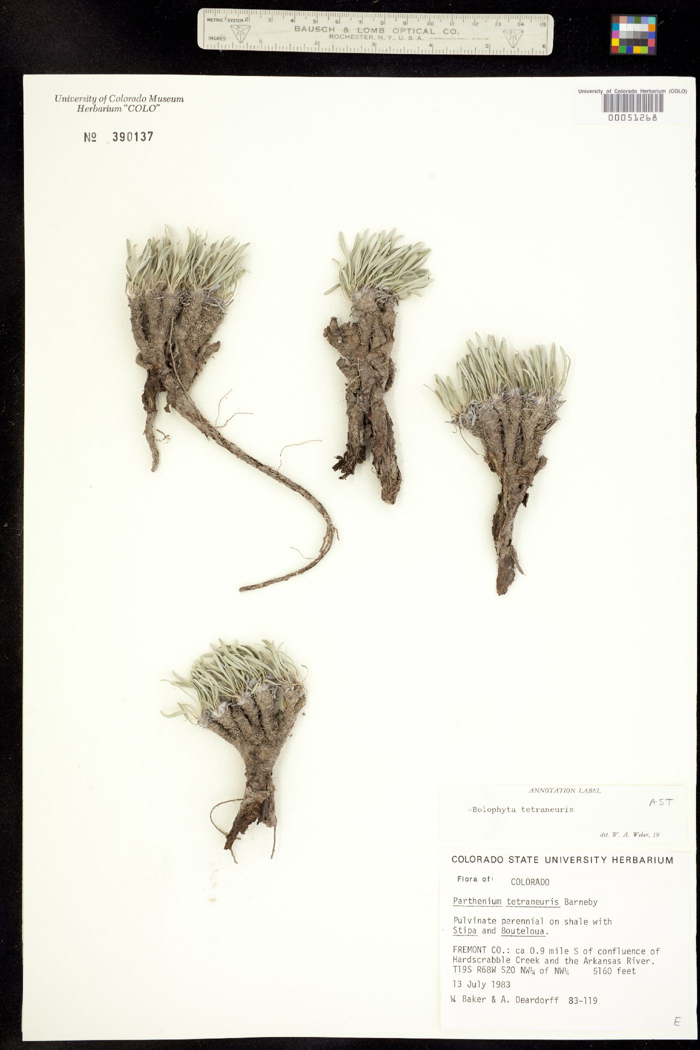 Bolophyta tetraneuris image