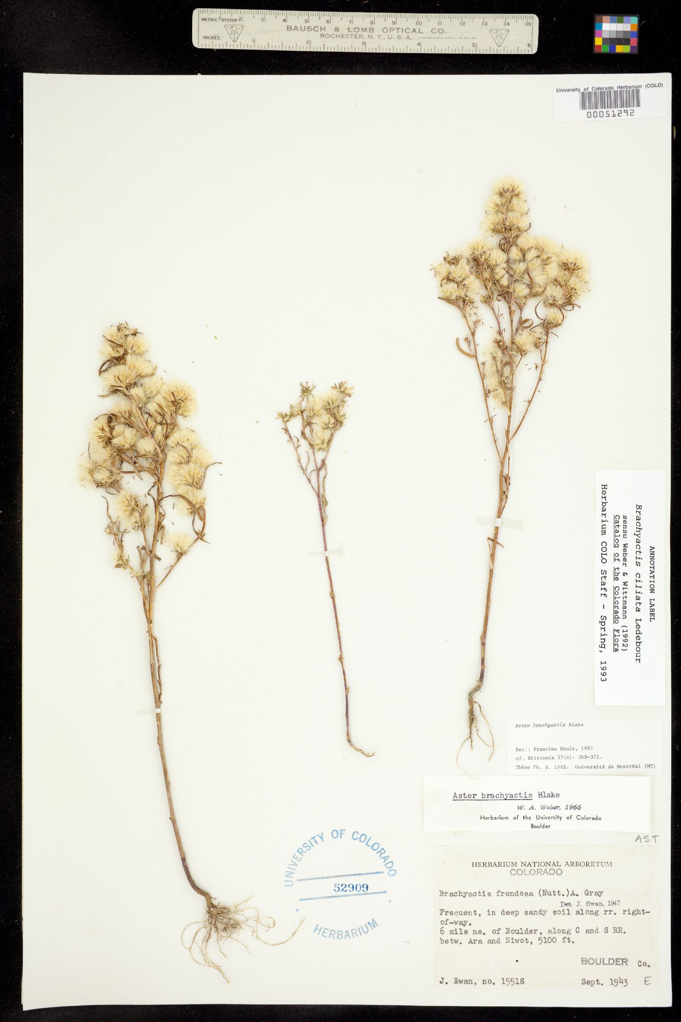 Brachyactis ciliata ssp. angusta image