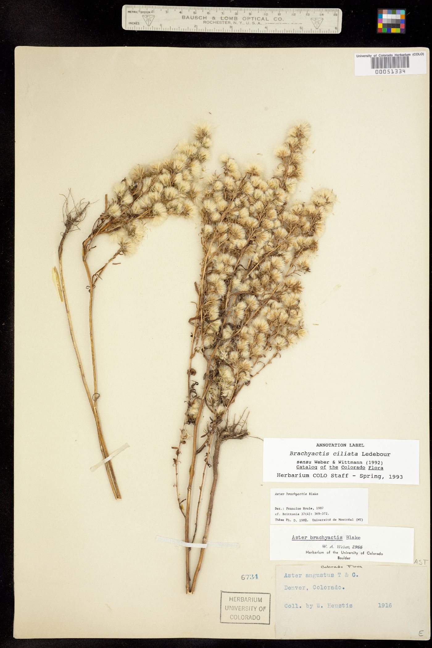 Brachyactis ciliata ssp. angusta image