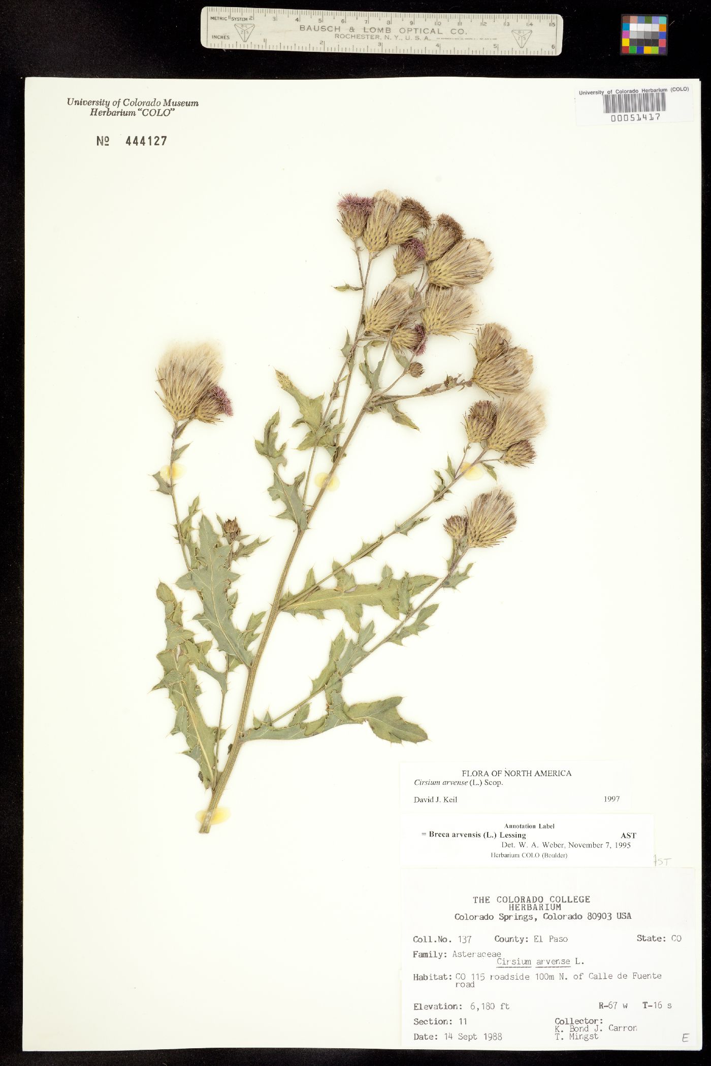 Cirsium arvense image