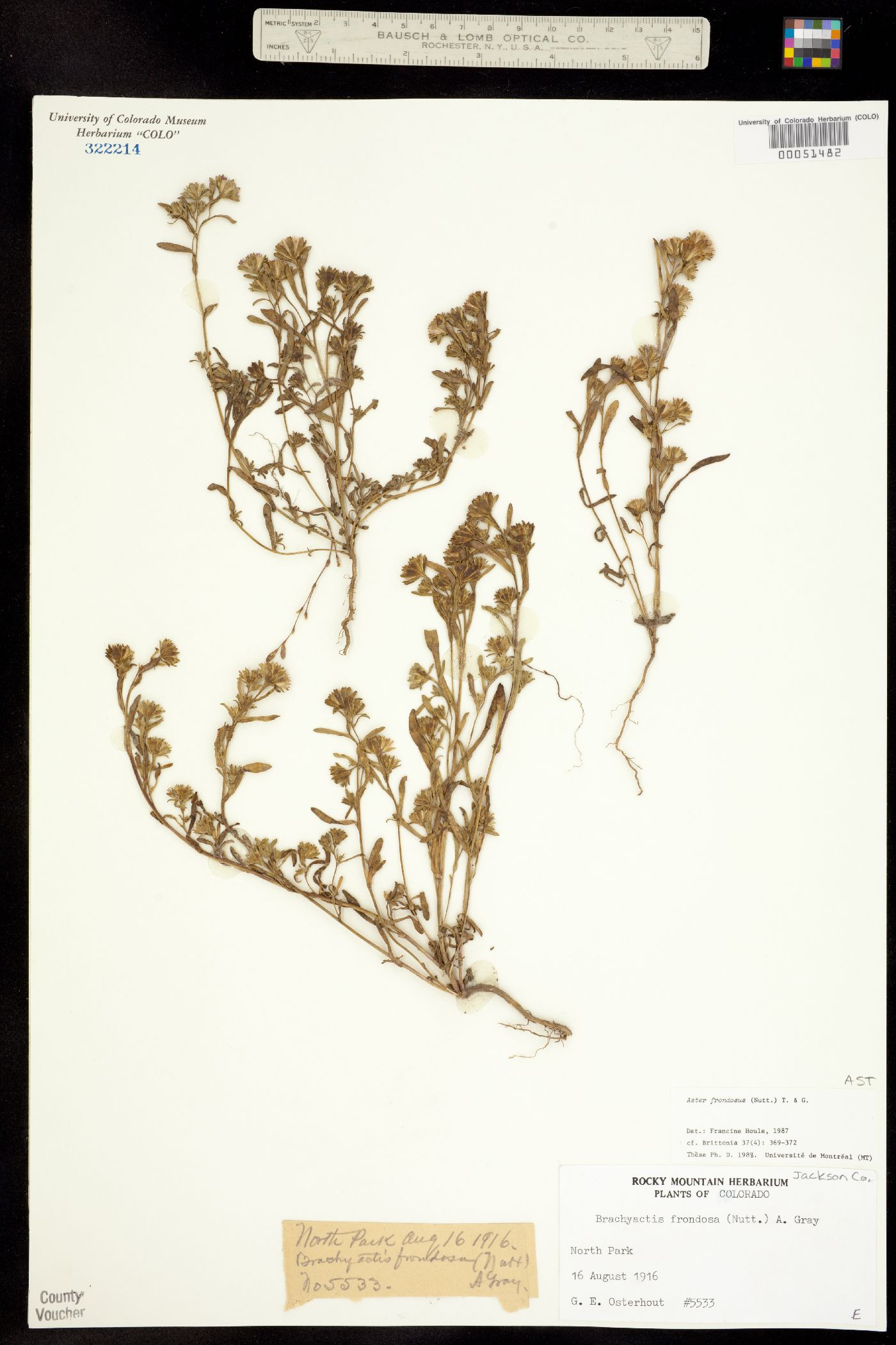 Symphyotrichum frondosum image