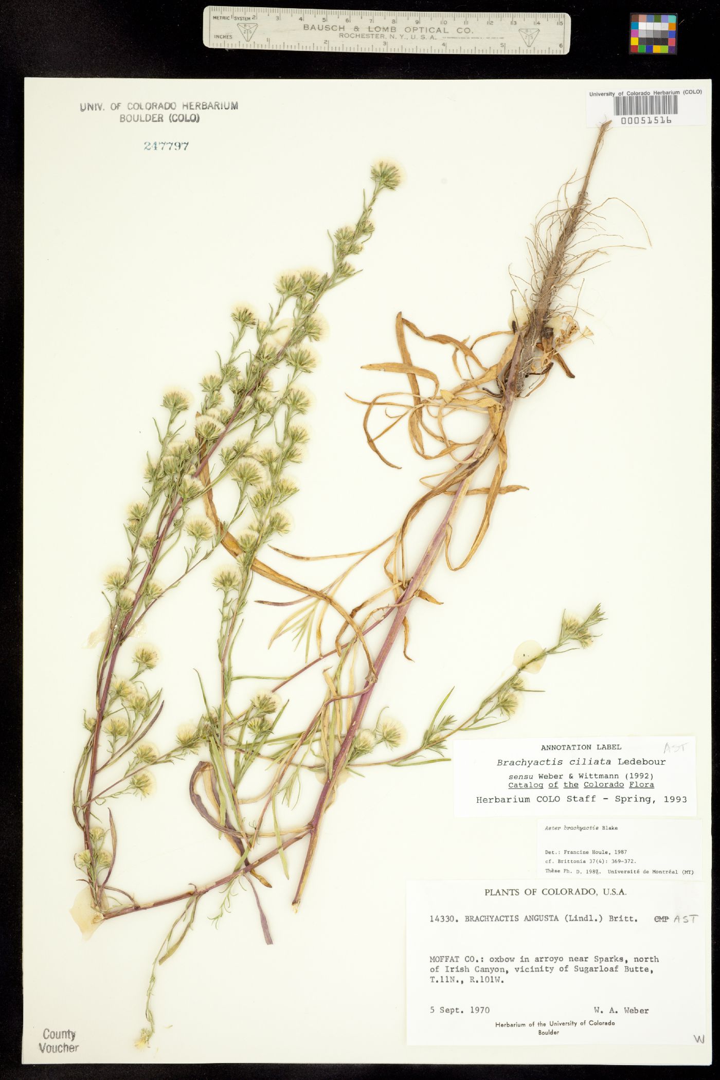 Brachyactis ciliata ssp. angusta image