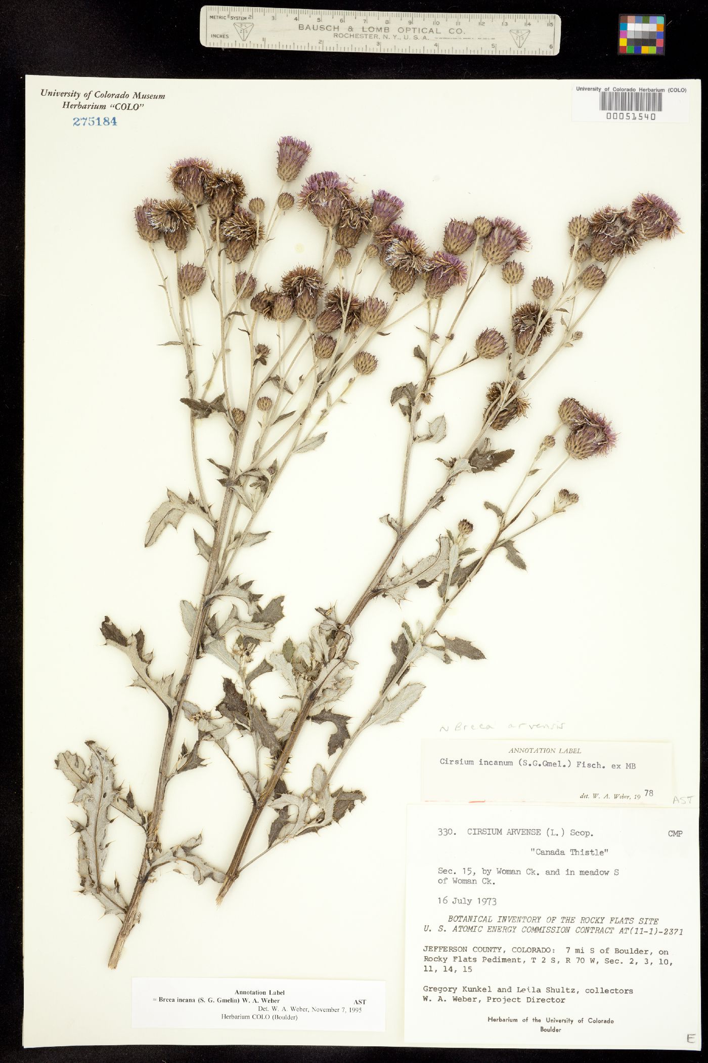Cirsium arvense image