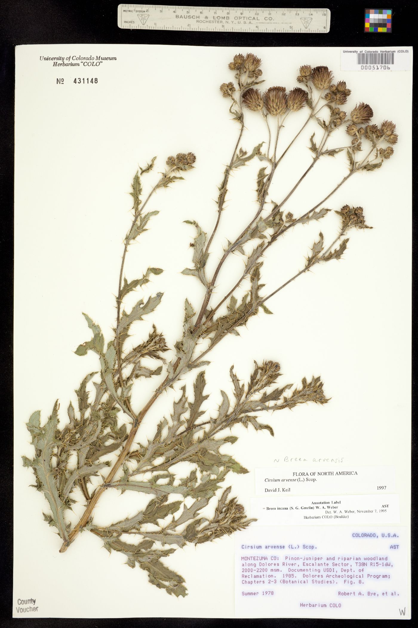 Cirsium arvense image