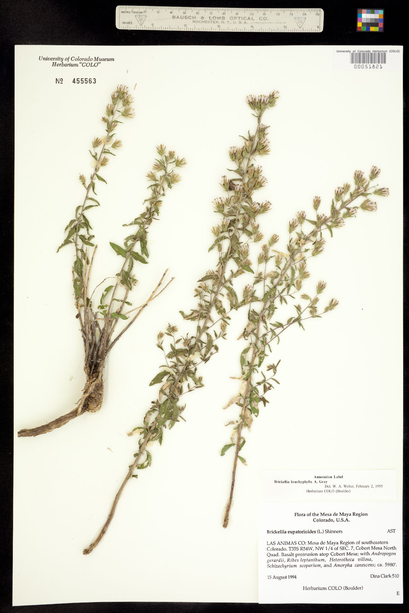 Brickellia brachyphylla image