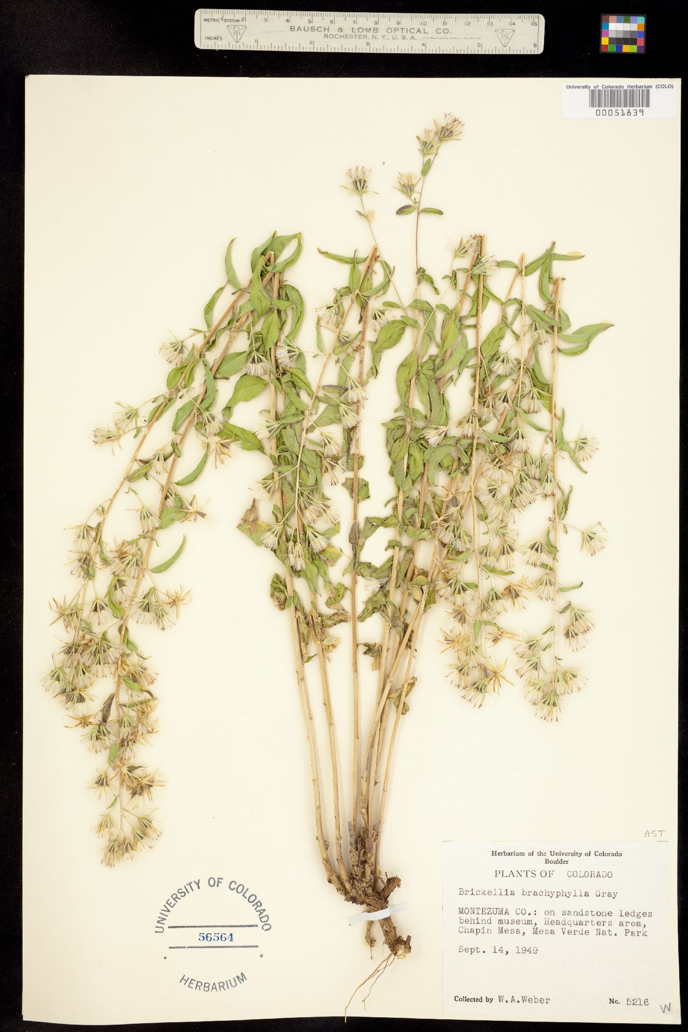 Brickellia brachyphylla image