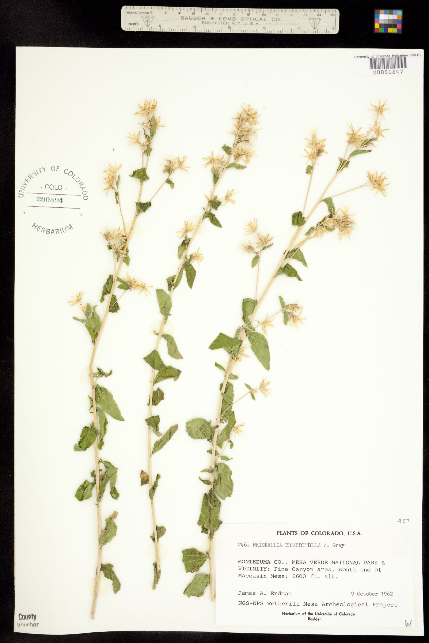 Brickellia brachyphylla image