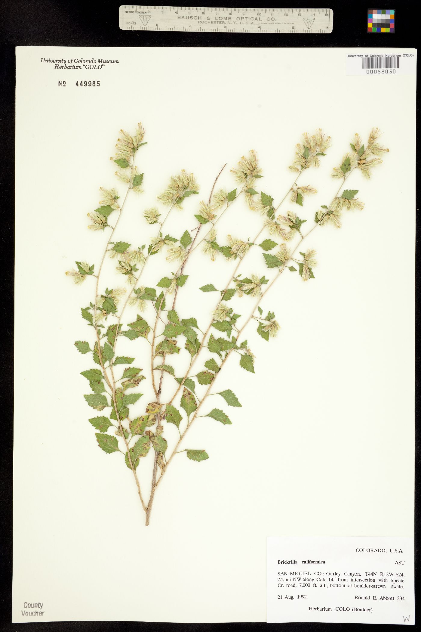 Brickellia californica image
