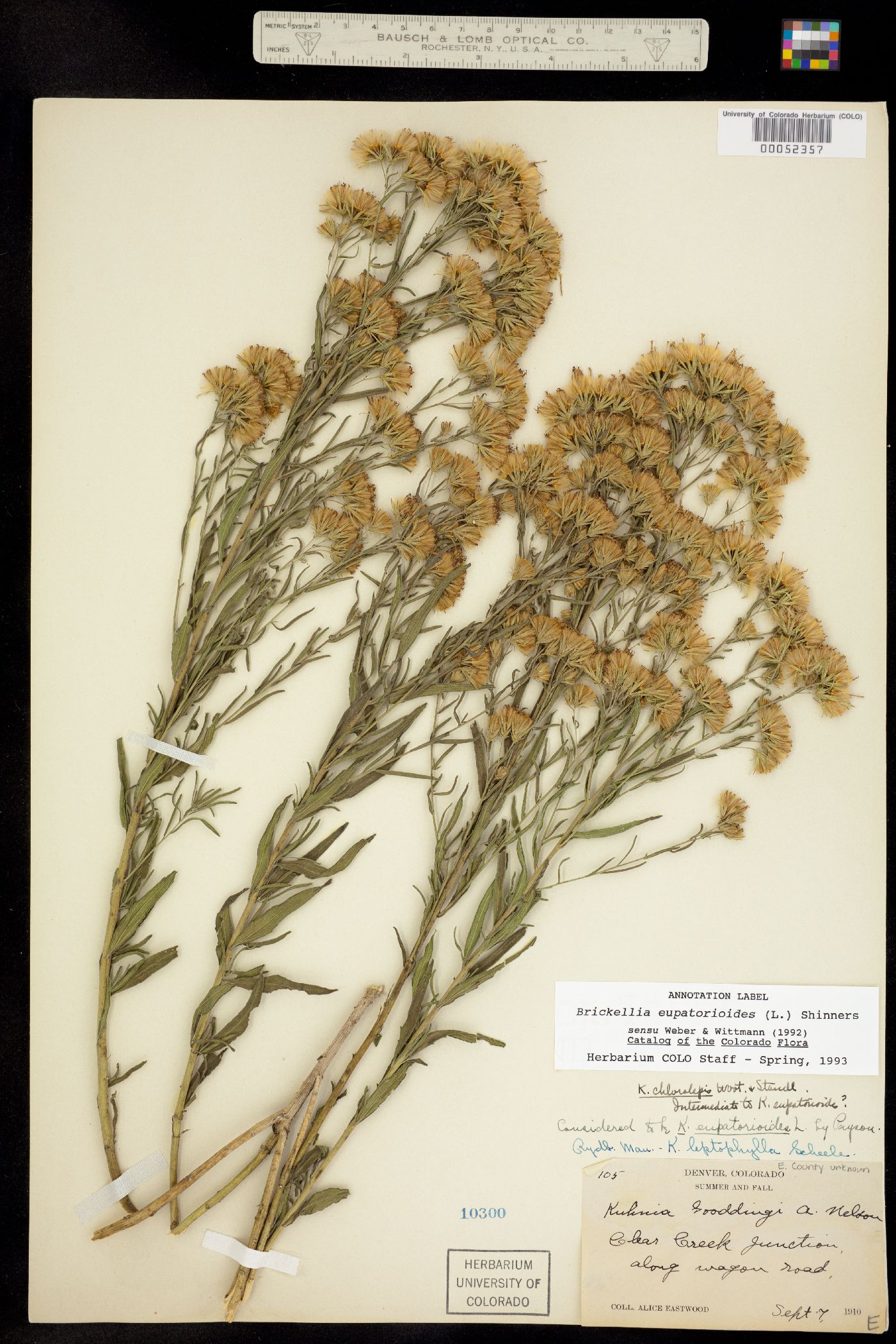 Brickellia eupatorioides image