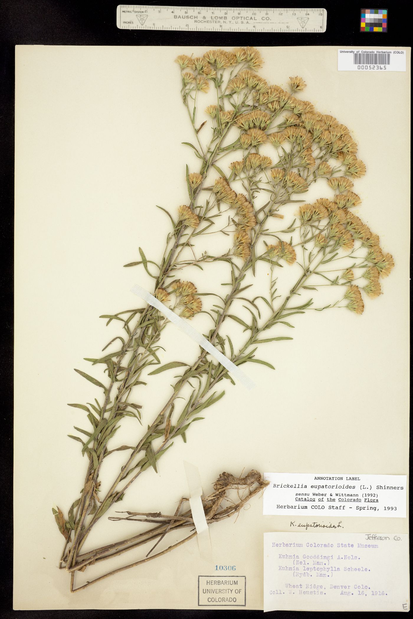 Brickellia image