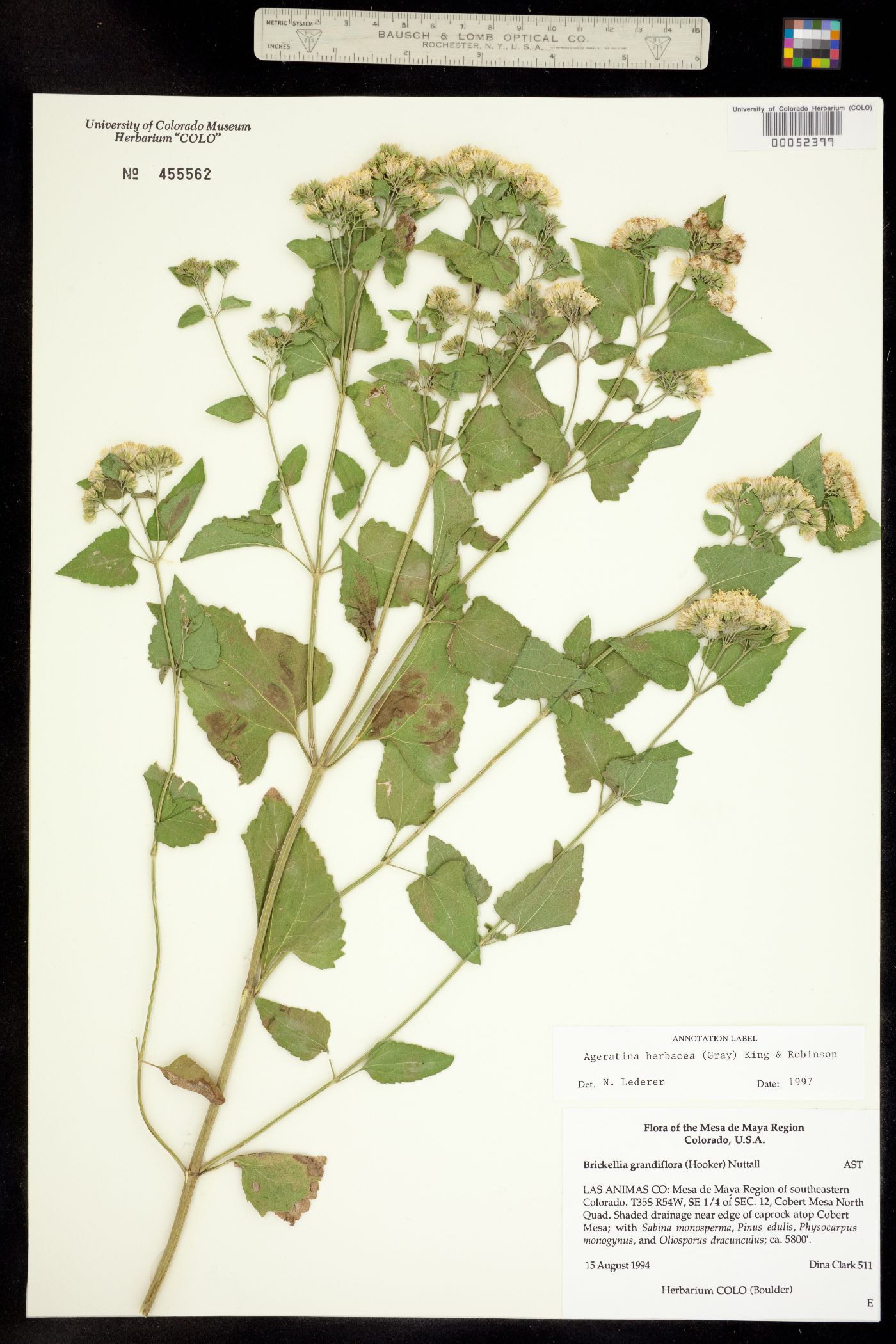Ageratina herbacea image