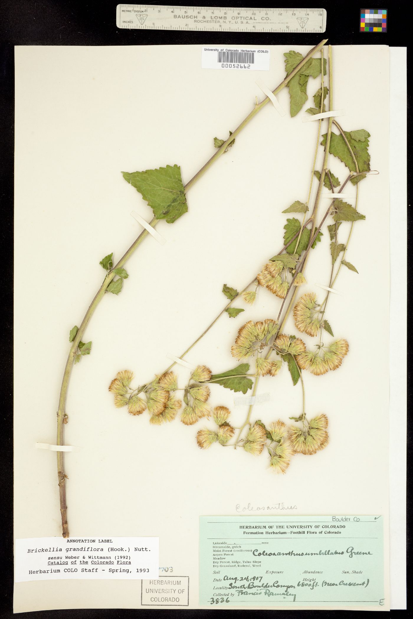 Brickellia grandiflora image