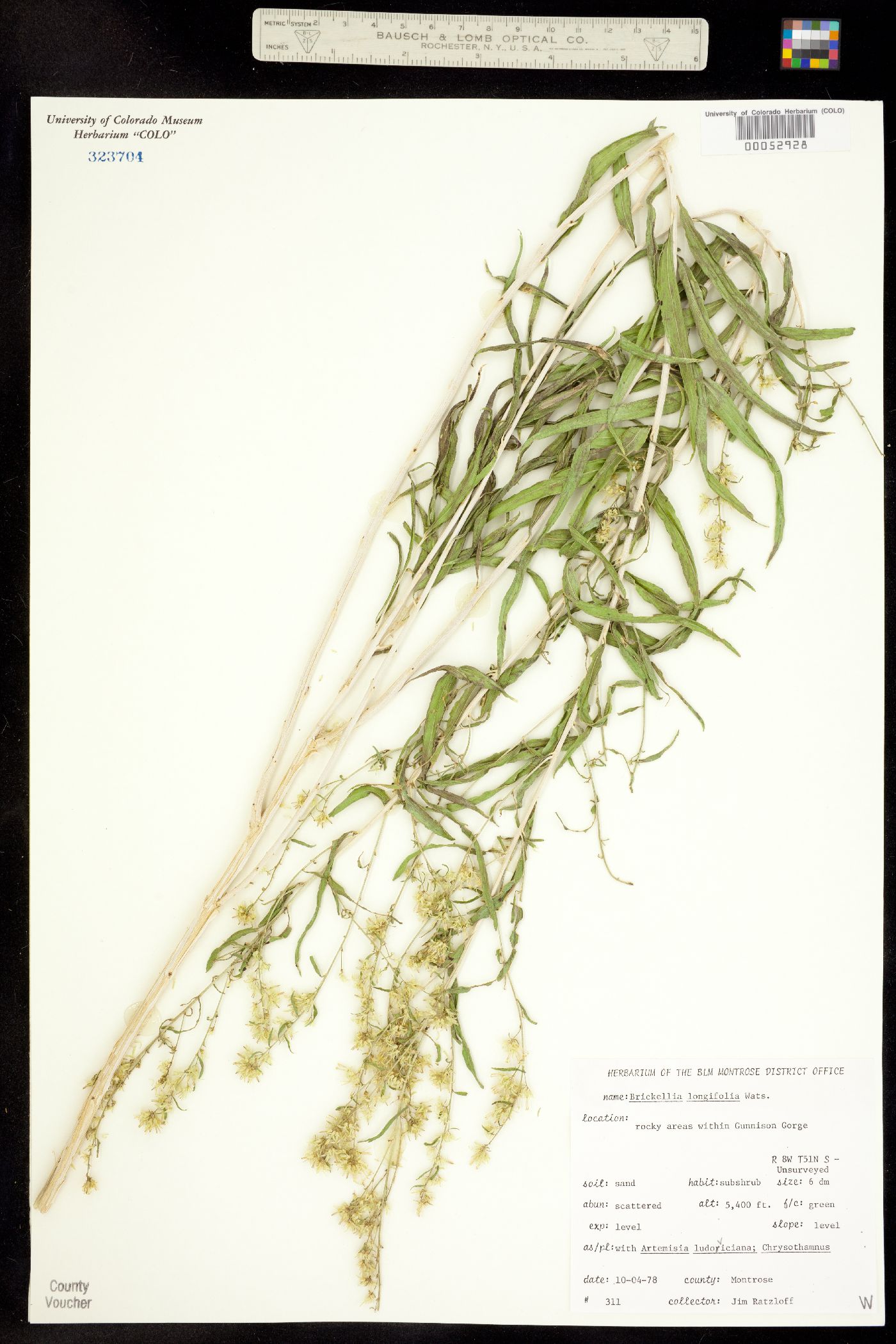 Brickellia longifolia image