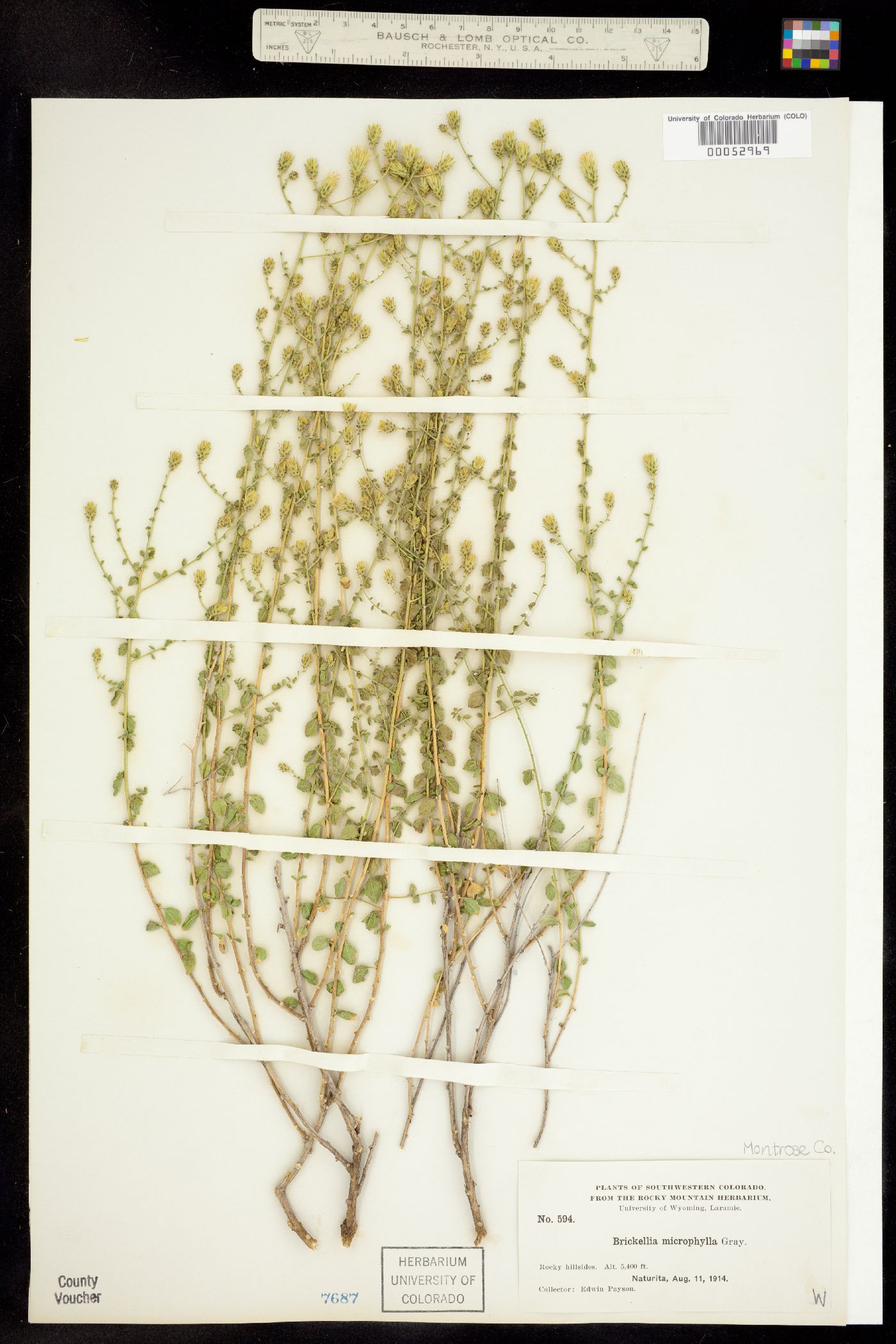 Brickellia microphylla ssp. scabra image