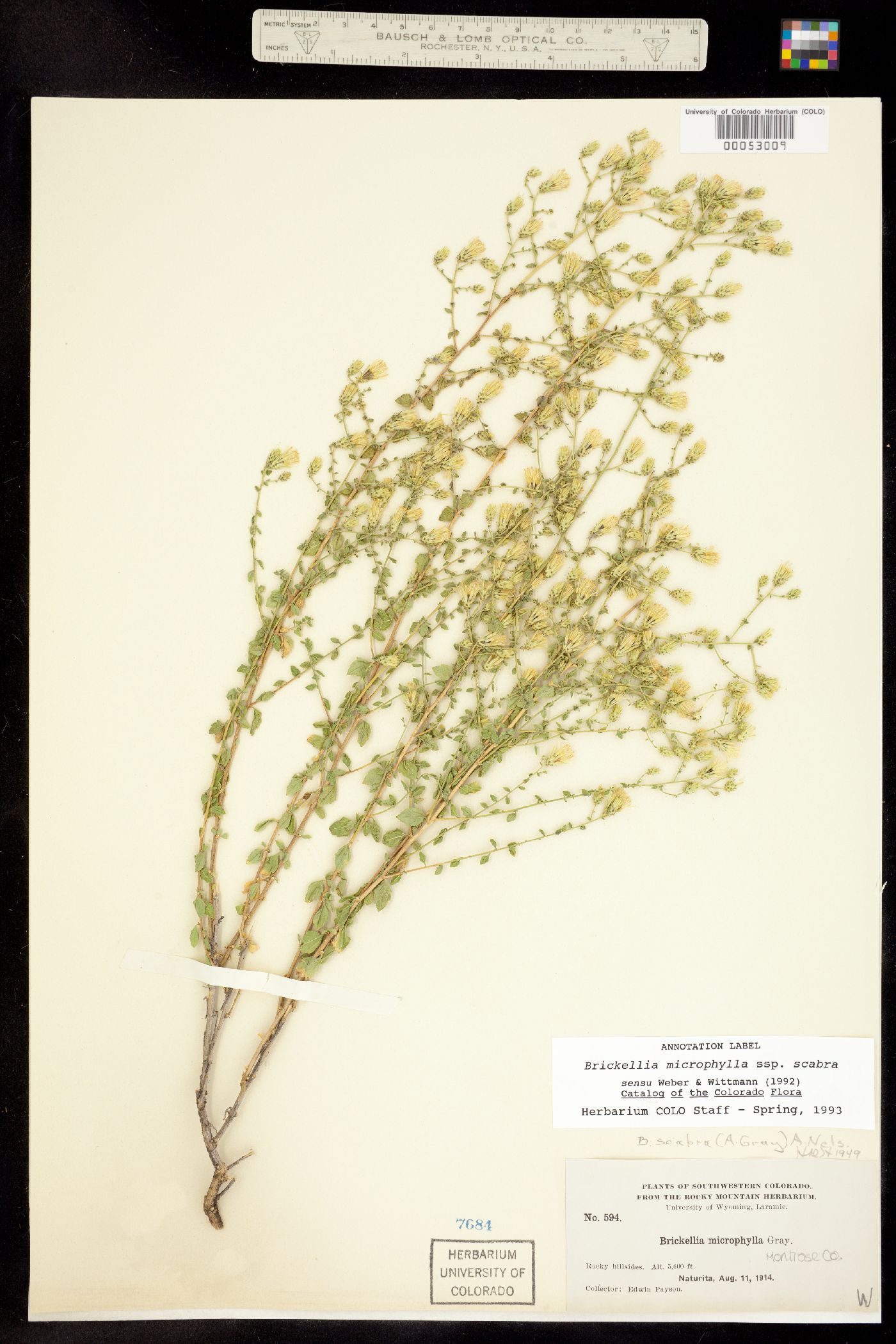 Brickellia microphylla ssp. scabra image