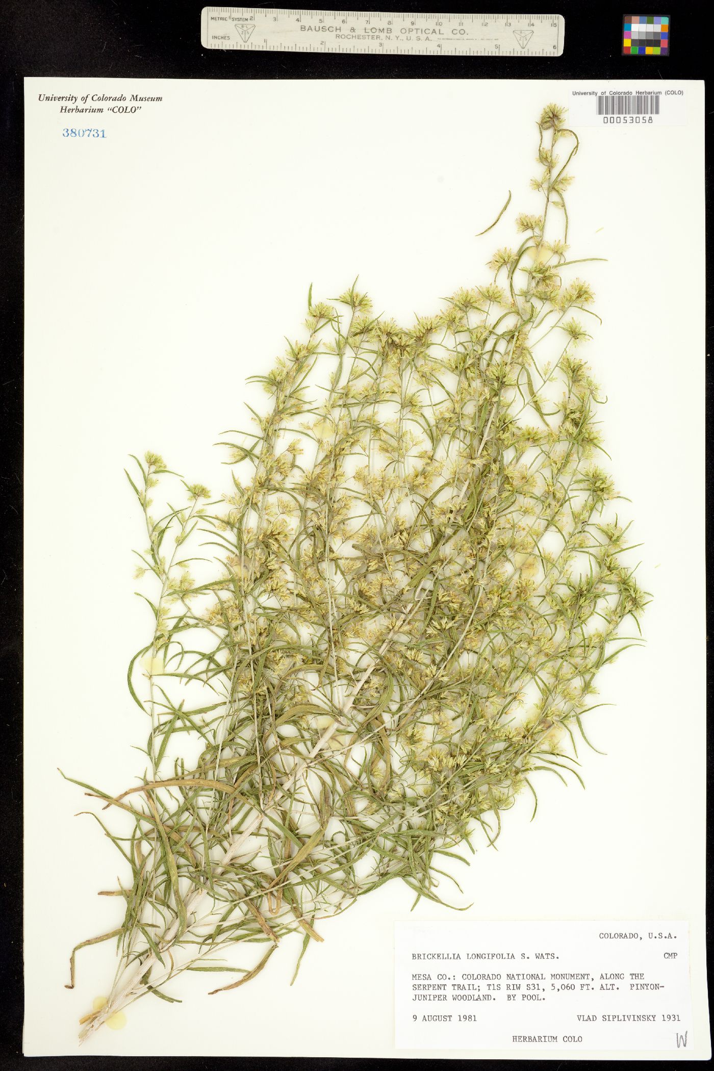 Brickellia longifolia image